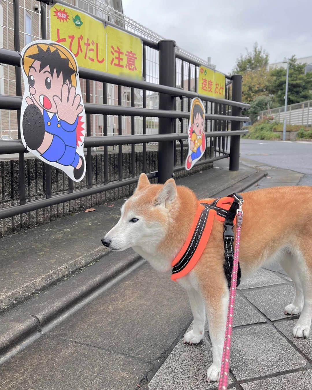 meekooさんのインスタグラム写真 - (meekooInstagram)「雨上がりの寒い日曜日。雨で色んな匂いが消えて、やる気ゼロのりんごさん🥲 飼い主が薄着で来た時に限ってノロノロ運転なんだものー🥶 病院で受けた血液検査の結果、肝炎の治療は一旦終了となりました🙌🏻 りんごさん、投薬のご褒美がなくなって残念だね😁 #お次は腎臓 #いっぺんには治らない」11月12日 13時56分 - meekoo