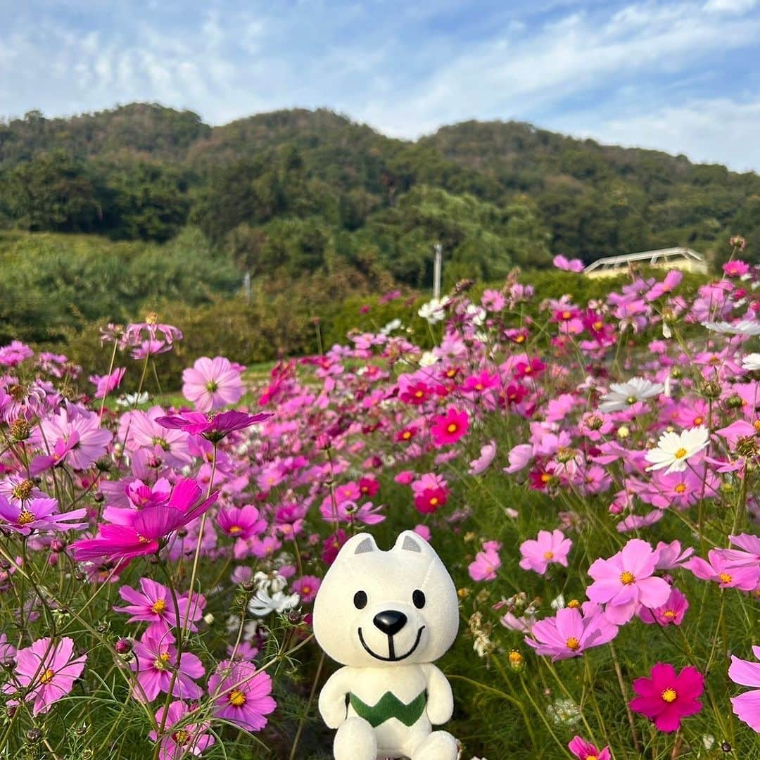 きいちゃんさんのインスタグラム写真 - (きいちゃんInstagram)「. きいちゃん、和歌山市にある四季の里公園でコスモスを見てきたよ！！  コスモスが沢山咲いてて、とっても可愛かったよ🌼💙 素敵な秋の思い出が作れたよ🍄🍂  #和歌山 #和歌山県 #wakayama #和歌山市 #wakayamacity #四季の里公園 #コスモス #秋 #きいちゃん」11月12日 14時00分 - wakayamapref_pr