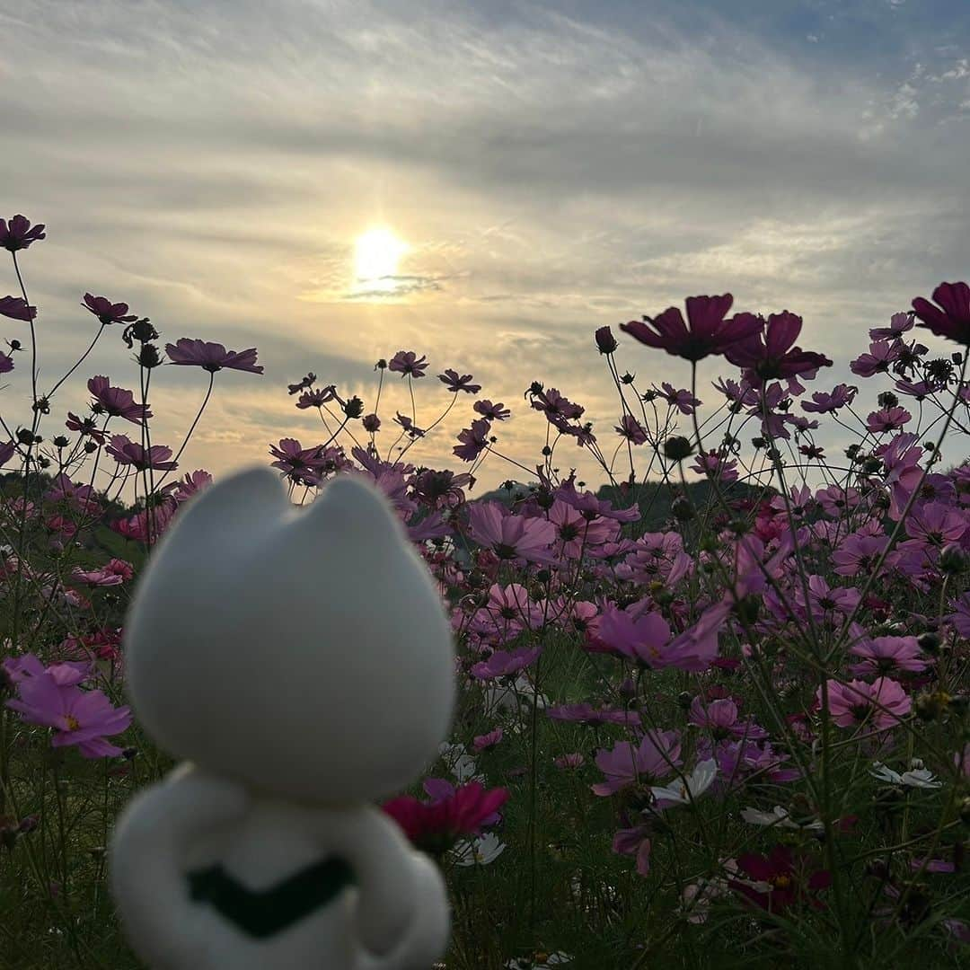 きいちゃんさんのインスタグラム写真 - (きいちゃんInstagram)「. きいちゃん、和歌山市にある四季の里公園でコスモスを見てきたよ！！  コスモスが沢山咲いてて、とっても可愛かったよ🌼💙 素敵な秋の思い出が作れたよ🍄🍂  #和歌山 #和歌山県 #wakayama #和歌山市 #wakayamacity #四季の里公園 #コスモス #秋 #きいちゃん」11月12日 14時00分 - wakayamapref_pr