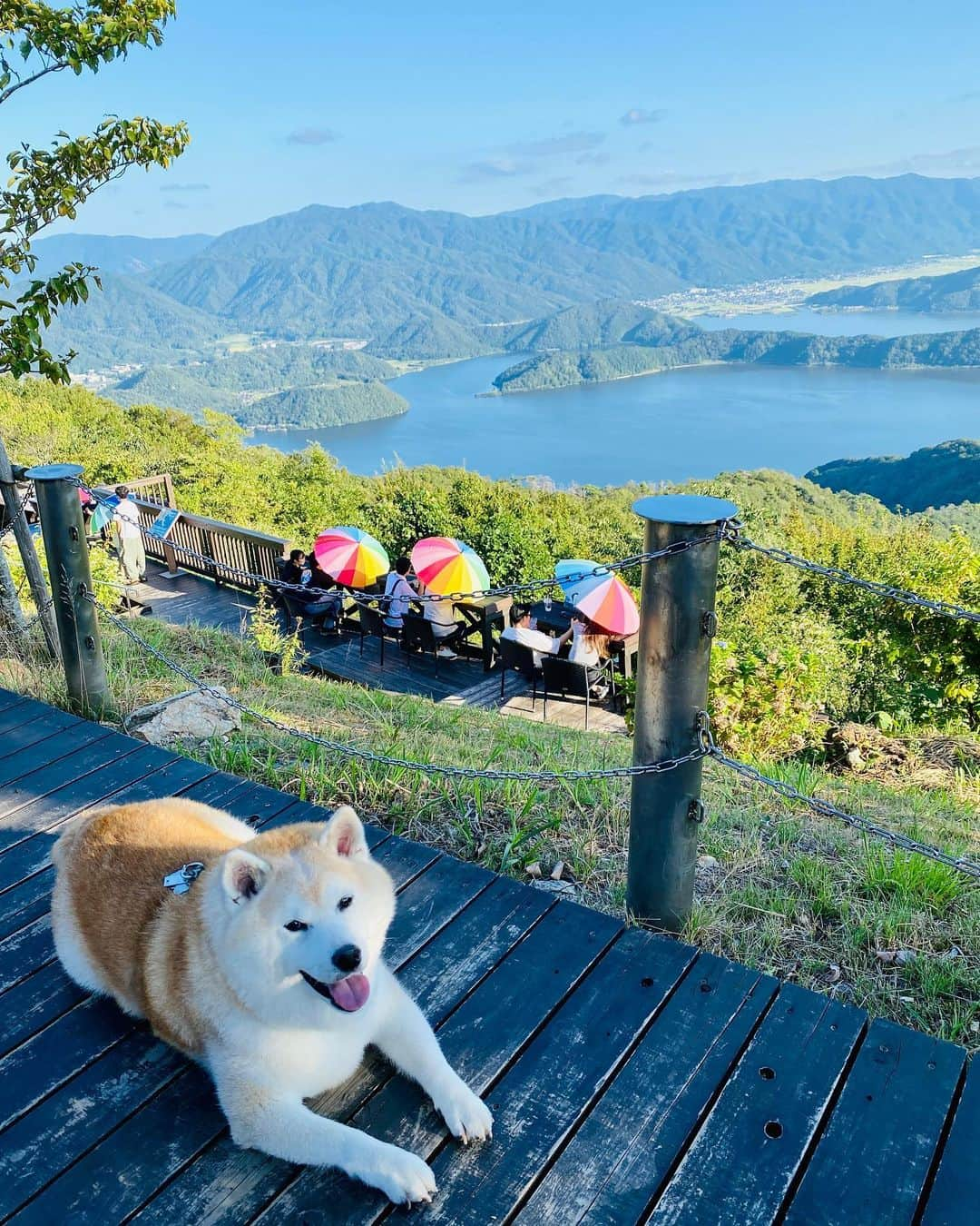 Kazumi-Gakumamaさんのインスタグラム写真 - (Kazumi-GakumamaInstagram)「三方五湖は、福井県美浜町と若狭町にまたがる三方湖(みかたこ)、水月湖(すいげつこ)、 菅湖(すがこ)、久々子湖(くぐしこ)、 日向湖(ひるがこ)、の五つの湖の総称です。 *  若狭湾国定公園を代表する景勝地で、2005年11月にラムサール条約に登録されました🌐 *  塩分濃度と水深がそれぞれ違うことから、湖面の色も微妙に違う五色の湖と言われる神秘の湖とも呼ばれています㊙️ * レインボーライン山頂公園には、「三方五湖に浮かぶ天空のテラス」をテーマにしたおしゃれな５つのテラスがあります🌈 *  美浜テラスは、足湯を楽しみながら日本海と三方五湖を一望出来ます♨️ *  五湖テラスは、若狭町や美浜町の街並みを丸いソファーに横たわって眺める事が出来る一番人気のテラスです⛱️ *  岳もニコニコ顔で記念撮影📷 「岳ちゃん、可愛い~❤️」とたくさんの人たちに声を掛けて貰い幸せな岳でした🐕 🐾----*----*----*----🐾 Rainbow Line Summit Park has five stylish terraces with the theme of "Terrace of the sky floating on Mikata Five Lakes"🌈 * At Mihama Terrace, you can enjoy a panoramic view of the Sea of ​​Japan and Mikata Five Lakes while enjoying a footbath♨️ * Goko Terrace is the most popular terrace where you can lie down on a round sofa and look at the cityscape of Wakasa Town and Mihama Town ⛱️ * Gaku also took a commemorative photo with a smiling face📷 Gaku was happy to hear so many people say, “Gaku-chan, you’re so cute❤️” 🐕 🐾----*----*----*----🐾 #柴犬 #岳 #柴犬岳 #柴犬ガク#gaku #shibainugaku #shiba #shibainu #shibastagram #いぬすたぐらむ  #dogsofinstagram #ワンフルエンサー  #hermoso #Instagram #weeklyfluff #🐕📷#福井県観光連盟 #若狭三方五湖観光協会 #若狭湾観光連盟 #福井県 #福井 #若狭 #レインボーライン #山頂公園 #天空のテラス #美浜テラス #五湖テラス  #犬旅 #柴犬岳の #20231112」11月12日 14時11分 - shibainu.gaku