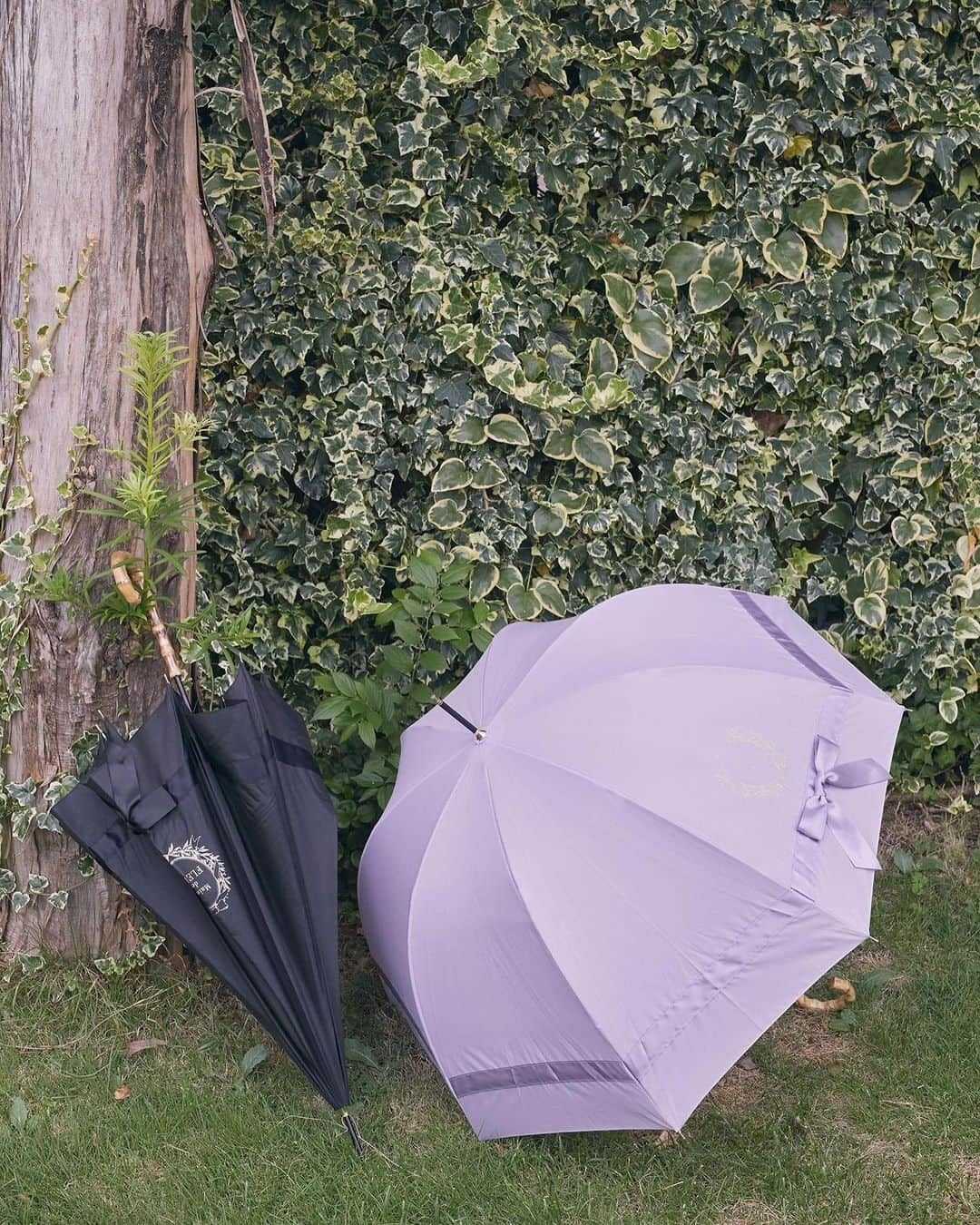 maisondefleur_pressのインスタグラム：「【Umbrella】  大人気の晴雨兼用傘に新作が登場☂️✨️  ドーム型のフォルムに サテンリボンをぐるりと巻いた 大人可愛いデザインや、 人気のフリル傘も新色のラベンダーが仲間入り🎀  遮光率99.9％以上やUV CUT加工など 機能性も抜群の傘を多数取り揃えています◎  お気に入りの傘で 毎日のお出かけをHappyに...✨️  全国ショップ、公式通販ストライプクラブ、 ZOZOTOWNにて好評販売中♪ . . #maisondefleur #メゾンドフルール #傘 #長傘 #雨の日 #晴雨兼用 #リボン #日傘 #日傘女子 #大人かわいい #大人かわいいコーデ #大人可愛い #大人可愛いコーデ #折りたたみ傘 #折り畳み傘 #雨傘 #雨の日コーデ #紫外線対策 #リボン #ribbon #フリル #frill」