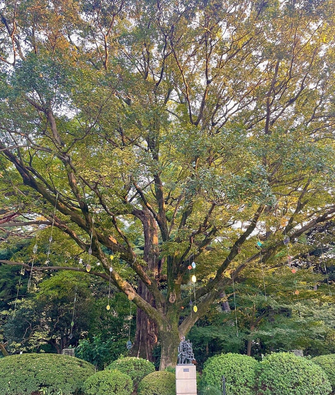 下田奈奈さんのインスタグラム写真 - (下田奈奈Instagram)「母と東京さんぽ⛲️🦜  10月夫が海外出張しているタイミングで 母がお家に遊びに来てくれていました☀️  お天気のいい日だったので都内を散策しようと 目黒にある #国立科学博物館附属自然教育園 と #東京都庭園美術館 へ行ってきました🐾  都心でこれだけ広い自然がある場所って なかなかないので行く度に感動します🌳 大好きな場所に母と一緒に行けて嬉しい🐿️  公園の中を母と歩いていると 途中バードウォッチングスポットを発見🔭 バードウォッチされてる方々が 親切に色々教えてくださり なんと双眼鏡まで貸していただき（笑） 初めて生のカワセミを見ることができました🦜  背中が青くてお腹がオレンジで 小さくてとっても綺麗で可愛かった〜🤭  母との思い出ができて充実した1日でした〜⛲️  ▼おさんぽコーデ👟 jacket : @diagramofficial  pants : @graceclassofficial   #母とデート #母と娘 #都内さんぽ  #東京公園 #東京自然 #都内公園 #東京美術館」11月12日 16時39分 - shimodanana
