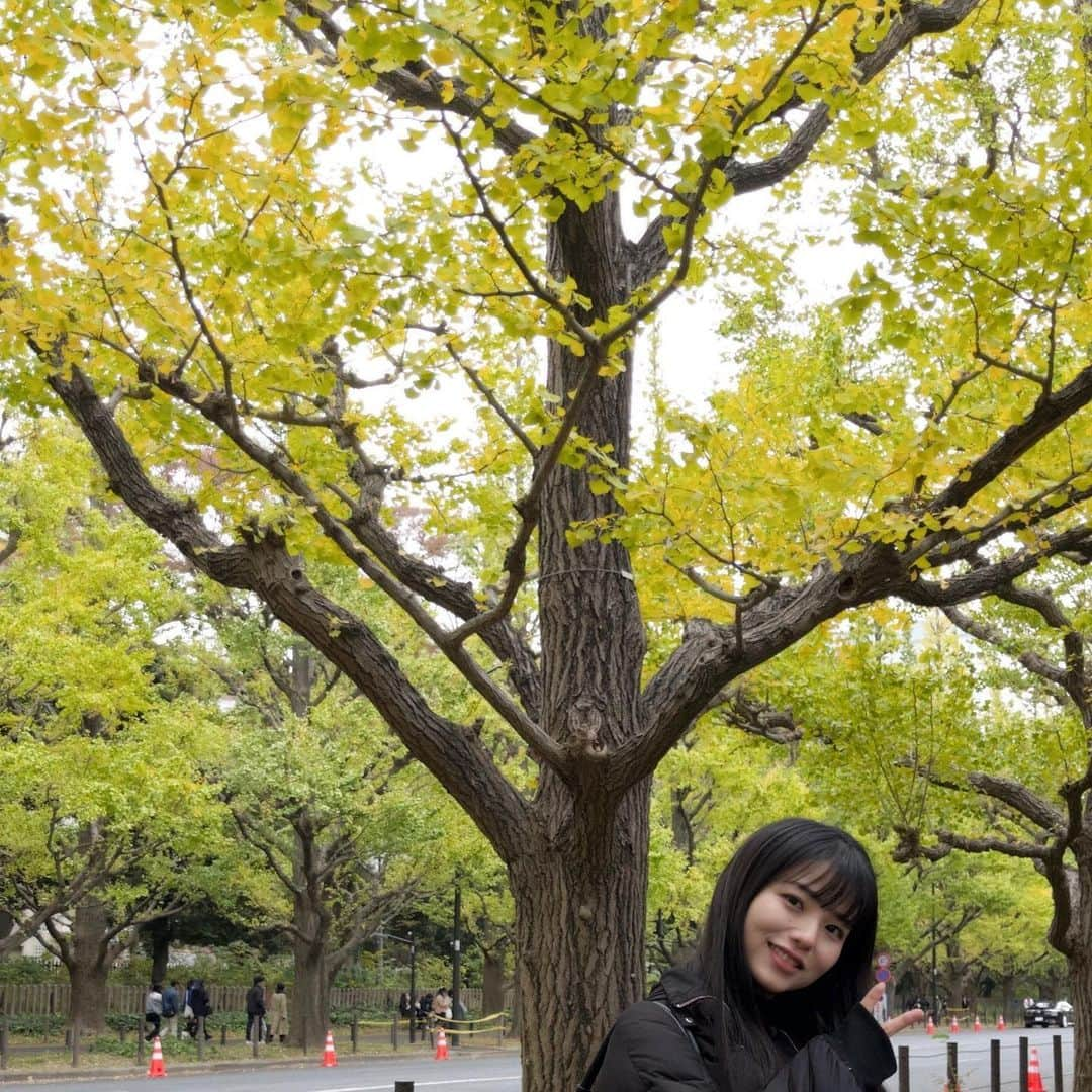 久田莉子さんのインスタグラム写真 - (久田莉子Instagram)「． (青い)イチョウ並木🌿🍃🍂🍁 ． #銀杏 #いちょう並木 #autumn #tokyo #shibuya #涩谷 #东京 #秋天 #流星花园 ．」11月12日 17時17分 - rikorin1011