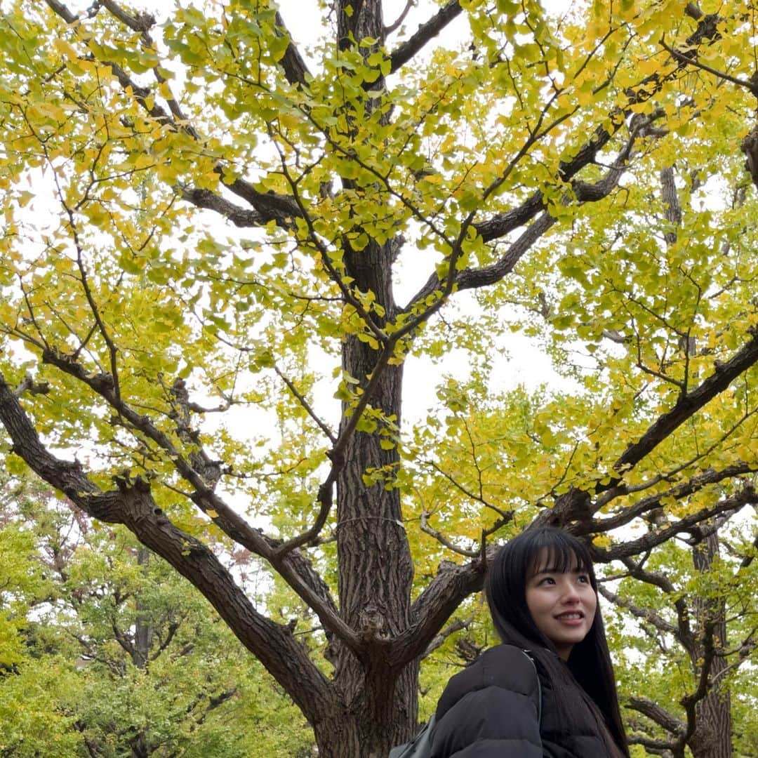 久田莉子さんのインスタグラム写真 - (久田莉子Instagram)「． (青い)イチョウ並木🌿🍃🍂🍁 ． #銀杏 #いちょう並木 #autumn #tokyo #shibuya #涩谷 #东京 #秋天 #流星花园 ．」11月12日 17時17分 - rikorin1011