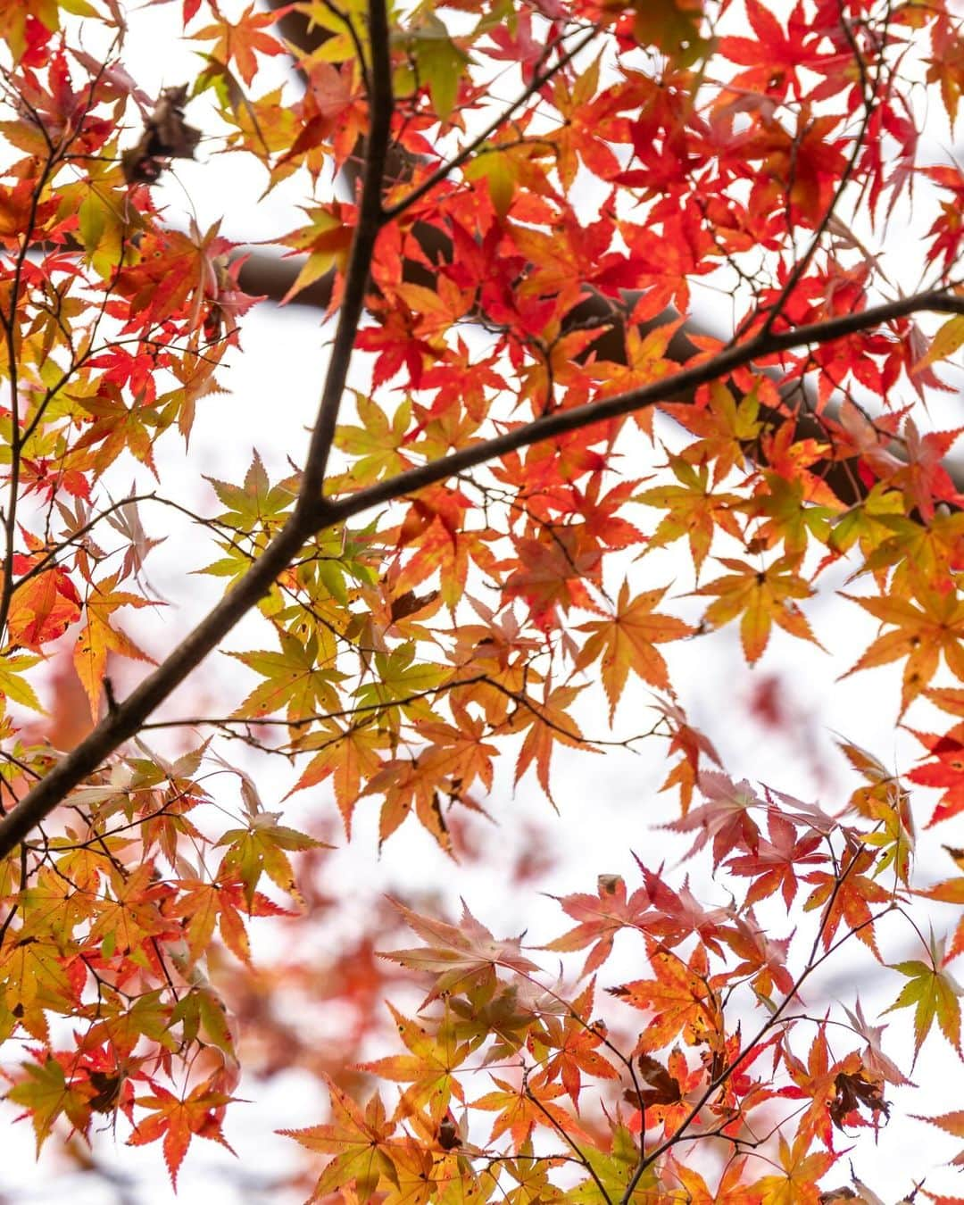 詩歩さんのインスタグラム写真 - (詩歩Instagram)「A bridge of autumn leaves where you can have the view all to yourself !🍁 景色を独り占めできる紅葉の一本橋  愛媛県 #内子町 にある #小田深山渓谷 。今回の愛媛旅はこの紅葉シーズンにあわせてやってきました！  標高およそ750〜1,500ｍと平地より涼しいので早く紅葉が見頃を迎えるスポット。全長1.5kmの渓谷沿いにモミジが色づいていて、整備された道で散策が楽しめます。キャンプ場もあるよ🏕  写真スポットとして有名なのは、この丸太橋！なんと手すりが片側（しかもワイヤー2本ｗ）しかなくて、なかなかスリリング😂 すれ違いできないので、対岸で人が待っているときは怖くても渡らないといけません。笑　（橋があるのは「廻り岩」の近く！）  例年の紅葉見頃は10月末～11月上旬。  この日も色づきはいい感じだったんだけど、ちょうど前日に暴風雨があたってしまって残念ながら葉が少し散り気味🥲天気はむずかしい…！それでも強く残ってくれたモミジや散ったモミジの絨毯も美しくて楽しめました🍁  小田深山渓谷の観光情報はこちら @iyokannet https://www.iyokannet.jp/spot/3665  愛媛県さんのお仕事で取材してきました🍊これまでの絶景写真は #詩歩のえひめ旅 でまとめています / Posts of this area can be found in this tag. #shiho_ehime  We visited #Odamiyama Valley in Ehime Prefecture, Japan. This trip was timed to coincide with the season here! This is a spot where the autumn foliage is at its best early because the elevation is 750 to 1,500 meters above sea level, which is cooler than in the normal areas. The maple trees along the 1.5km-long canyon are in full color, and you can enjoy strolling along the well-maintained paths.  This #logbridge is famous as a photo spot! It is thrilling because the handrail is only on one side. Usually, the best time to view the autumn leaves is from the end of October to the beginning of November. On this day, the leaves were changing color nicely, but unfortunately, a rain storm hit the area the day before, so the leaves were a little scattered. The weather was unpredictable! Still, I enjoyed the strong remaining maples and the beautiful carpet of fallen leaves.  📷7th Nov 2023 📍愛媛県 小田深山（おだみやま）渓谷 / Odamiyama Valley , Ehime Japan    ©︎Shiho/詩歩」11月12日 17時30分 - shiho_zekkei