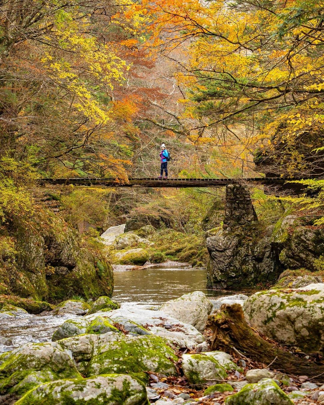 詩歩のインスタグラム：「A bridge of autumn leaves where you can have the view all to yourself !🍁 景色を独り占めできる紅葉の一本橋  愛媛県 #内子町 にある #小田深山渓谷 。今回の愛媛旅はこの紅葉シーズンにあわせてやってきました！  標高およそ750〜1,500ｍと平地より涼しいので早く紅葉が見頃を迎えるスポット。全長1.5kmの渓谷沿いにモミジが色づいていて、整備された道で散策が楽しめます。キャンプ場もあるよ🏕  写真スポットとして有名なのは、この丸太橋！なんと手すりが片側（しかもワイヤー2本ｗ）しかなくて、なかなかスリリング😂 すれ違いできないので、対岸で人が待っているときは怖くても渡らないといけません。笑　（橋があるのは「廻り岩」の近く！）  例年の紅葉見頃は10月末～11月上旬。  この日も色づきはいい感じだったんだけど、ちょうど前日に暴風雨があたってしまって残念ながら葉が少し散り気味🥲天気はむずかしい…！それでも強く残ってくれたモミジや散ったモミジの絨毯も美しくて楽しめました🍁  小田深山渓谷の観光情報はこちら @iyokannet https://www.iyokannet.jp/spot/3665  愛媛県さんのお仕事で取材してきました🍊これまでの絶景写真は #詩歩のえひめ旅 でまとめています / Posts of this area can be found in this tag. #shiho_ehime  We visited #Odamiyama Valley in Ehime Prefecture, Japan. This trip was timed to coincide with the season here! This is a spot where the autumn foliage is at its best early because the elevation is 750 to 1,500 meters above sea level, which is cooler than in the normal areas. The maple trees along the 1.5km-long canyon are in full color, and you can enjoy strolling along the well-maintained paths.  This #logbridge is famous as a photo spot! It is thrilling because the handrail is only on one side. Usually, the best time to view the autumn leaves is from the end of October to the beginning of November. On this day, the leaves were changing color nicely, but unfortunately, a rain storm hit the area the day before, so the leaves were a little scattered. The weather was unpredictable! Still, I enjoyed the strong remaining maples and the beautiful carpet of fallen leaves.  📷7th Nov 2023 📍愛媛県 小田深山（おだみやま）渓谷 / Odamiyama Valley , Ehime Japan    ©︎Shiho/詩歩」