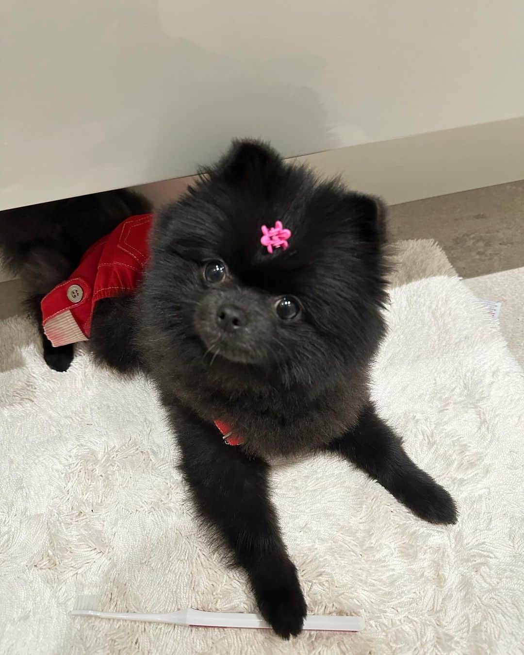 大沢ケイミのインスタグラム：「いい子ね🐶」