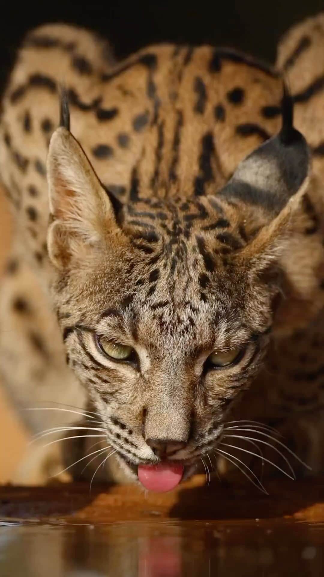 Awesome Wonderful Natureのインスタグラム：「The Iberian lynx.¹ 🎥 by @julian_terrerosmartin  Julian Terreros-Martin: “One of the rarest cats in the world, the Iberian lynx. Growing up, I thought I would never have the chance to see this incredible species alive, and at the age of 6, there were only 94 individuals alive. Luckily, since then, their numbers have only grown, and I have had the privilege to see and photograph these amazing animals on several occasions over the last 4 years. I always try to remember how lucky I am to be able to see these animals, and it will never get old seeing a lynx in the wild. This moment left me speechless and couldn’t have been a better start to my Iberian lynx tour. I’m sure my clients will cherish this memory for the rest of their lives.”  . #amazinganimals #animalonplanet #everything_animals #wildlifephotos #animallove #bbcearth #animal_sultans #wildlifeart #exclusive_wildlife #nature #animals #wildlifeonearth #animal  #animalsofig #photo #animalfanatics #world_bestanimal #animals_in_world #animalelite #newborn #babyanimals #conservation #earthfocus #travelstoke #beautifuldestinations #naturelovers」