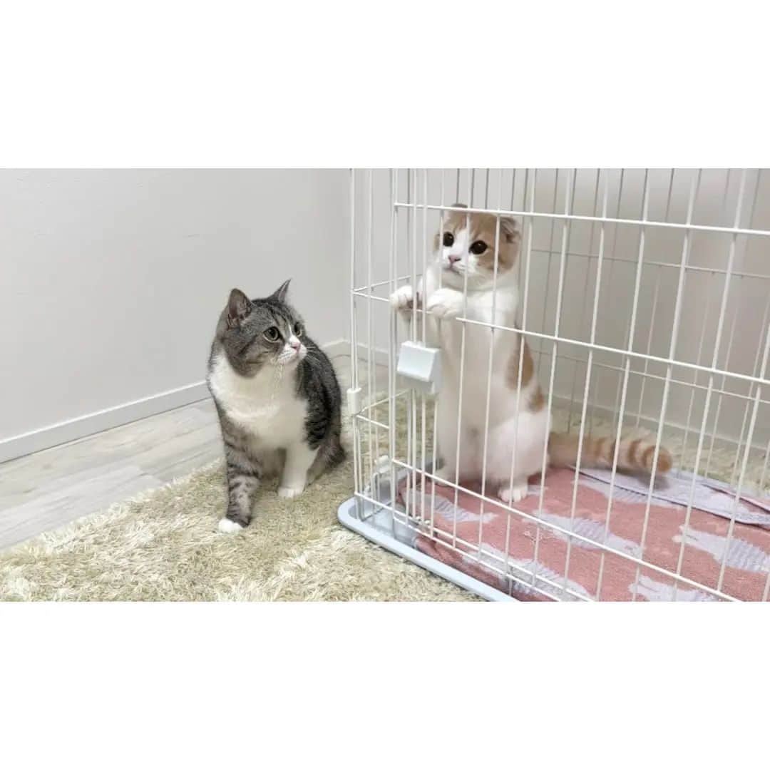 もちまるのインスタグラム：「大喧嘩しちゃった猫たちを初めて隔離したらこうなっちゃいました…」