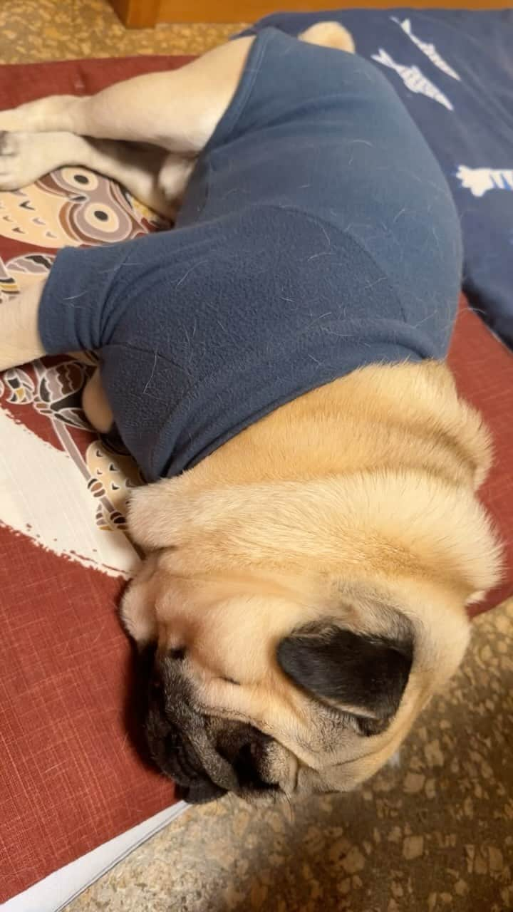 gontaのインスタグラム：「Good evening, I’ll play after dinner. Once this is over, I’ll be able to sleep.#keelyafternoontea #gonta3 #speakpug #smilingpugs #pugjapn #pug #love #pugsofinstagram #zerozeropug #skateboardpug #pugshit #listpug #worldofpug」