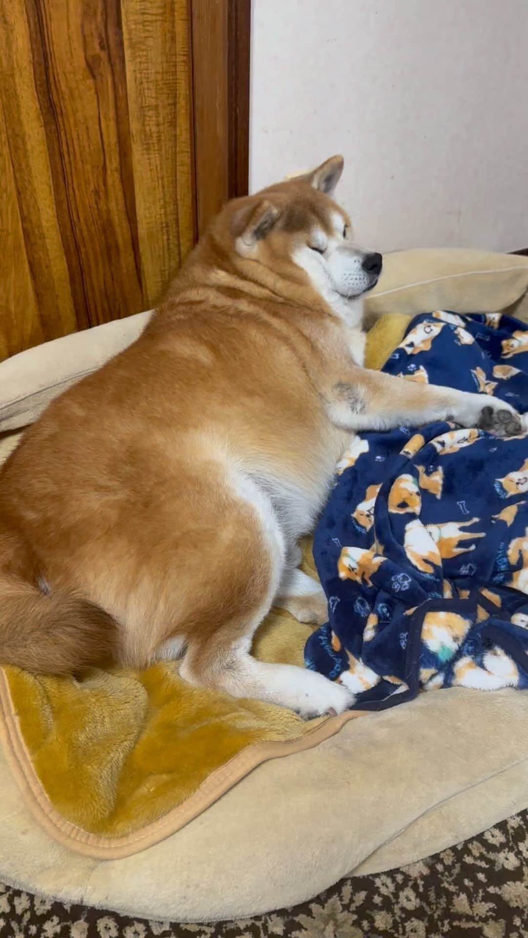 shibainu berryのインスタグラム：「Good night🐻💤 絶対太った…😦😥 冬毛のせいだけではない気がする😮‍💨 #振り向きぶにゅ #犬の脾臓腫瘍 #犬の腫瘍摘出手術 #僧帽弁閉鎖不全症 #僧帽弁閉鎖不全症の犬 #僧帽弁閉鎖不全症手術済 #僧帽弁閉鎖不全症克服 #柴犬 #柴 #べりやん #べりむく #多頭飼い #徳島 #berry #shiba #shibainu  #shibainumania #ぷにっと部 #口角キュキュッと部 #チーム俺様 →部員絶賛募集中 #shiba_snap #proudshibas #instagramjapan #ふわもこ部 #pecoいぬ部 #pecotv #9gag @9gag @barked」