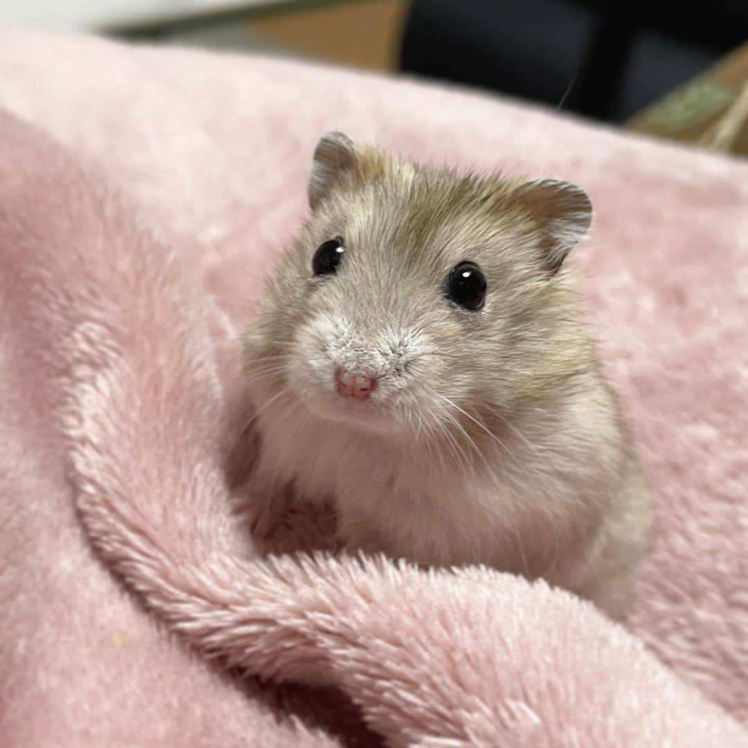 hamster_mocoのインスタグラム