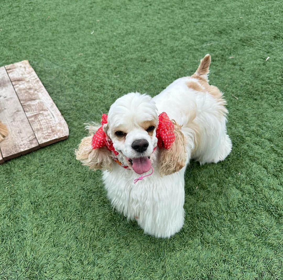 ライオネス飛鳥さんのインスタグラム写真 - (ライオネス飛鳥Instagram)「11月11日、@lamueller_kennel_dog_parkさんにてトウィンクルファミリー関東組プチオフ会開催されました‼️ 初めてのプチオフ会、初めてお邪魔するlamuellさん！ めちゃ楽しかった〜 @twinkle_cocker なおちゃん、オーナーさん、スタッフの皆さん本当にありがとうございました！  @lamiuelle_kennel_dog_park さんはクラブハウス始め、ドッグラン、カフェ、ぜーんぶがめちゃ素敵！ オーナーのセンスの良さが隅々まで感じられます‼️ お食事もイタリアンからおでん🍢まで！ めちゃ美味しかった〜 少人数の宿泊施設もめちゃかわいいの！ ドッグランもめちゃ広くてトウィンクルコッカーたちは大はしゃぎでした！ お問い合わせは＠twinkle_cockerまでお願いします！ 久しぶりにファミリーの皆さん、コッカーちゃんたちに会えて遊んでもらってベビハニも超ご満悦でした！  これから関東組のオフ会ここがいいんじゃないかなぁ〜  #ライオネス飛鳥 #lanuell kennel dog park #twinkle cocker #オフ会 #サイコー #楽しかった #ありがとう」11月12日 19時04分 - lionessaska