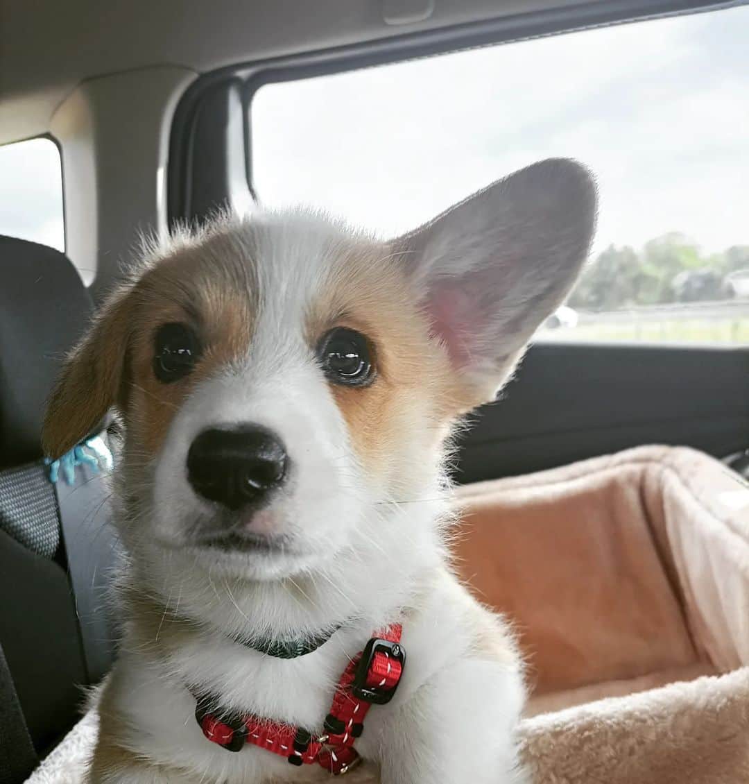 8crapのインスタグラム：「“My first ear is up!” - 📷 @bagel.bonnie.corgi - #barked #dog #doggo #puppy #pupper #Corgi #CorgiPuppy」