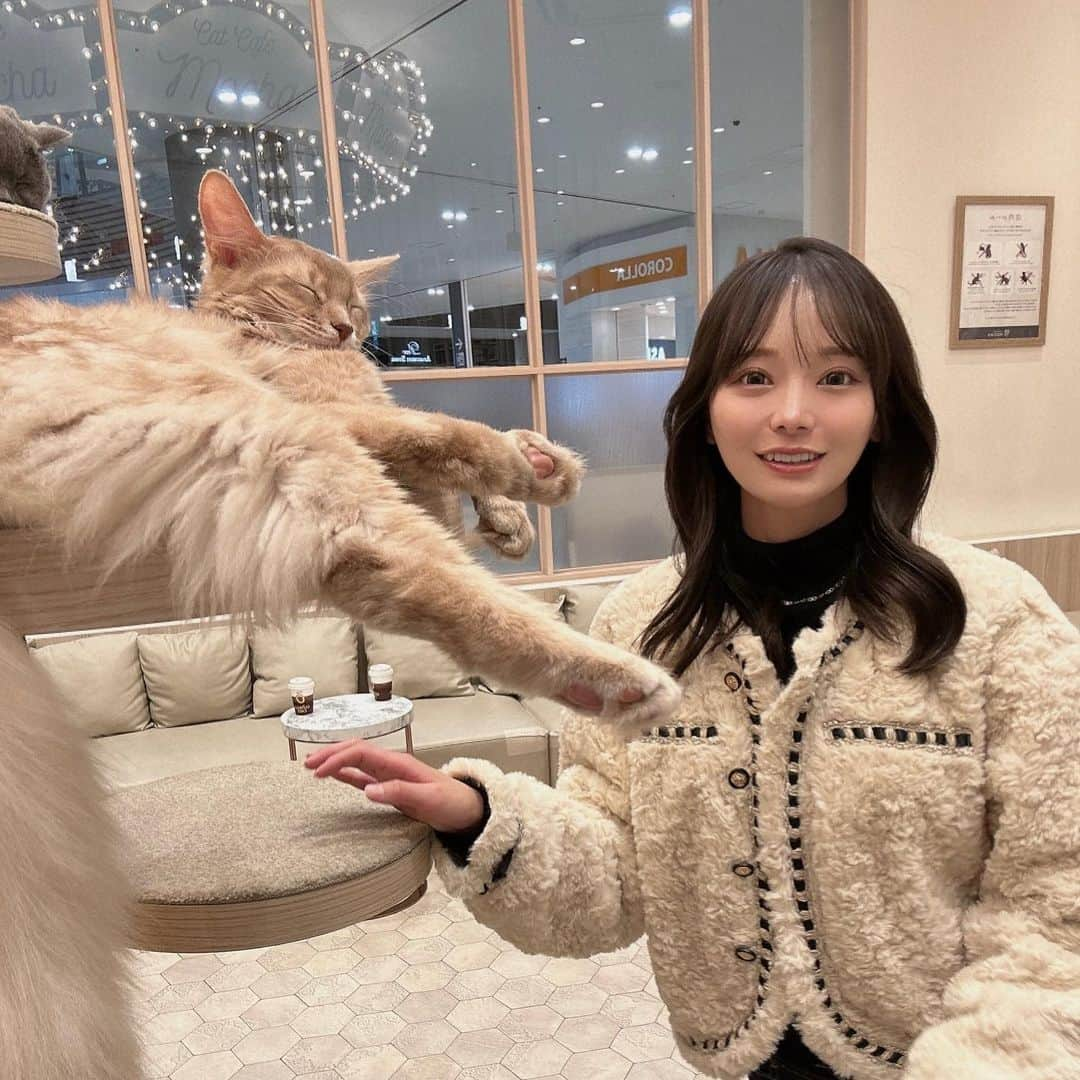 ななまるのインスタグラム：「癒しを求めて久しぶりに ニャンコ達と触れ合って来た🐈❤︎  お昼寝してる子が多かった🥱 寝顔がこりゃまた可愛いのッッ///  まだ猫ちゃんとの距離の縮め方が下手っぴで 1枚目の写真ななまる硬直モードなんだけど、 猫飼いの先輩いましたら色々教えてください🤣笑笑  🐈‍⬛　@mocha.makuhari 🏠 . . . #PR #猫カフェmocha #猫カフェ  #海浜幕張猫カフェ #海浜幕張カフェ」