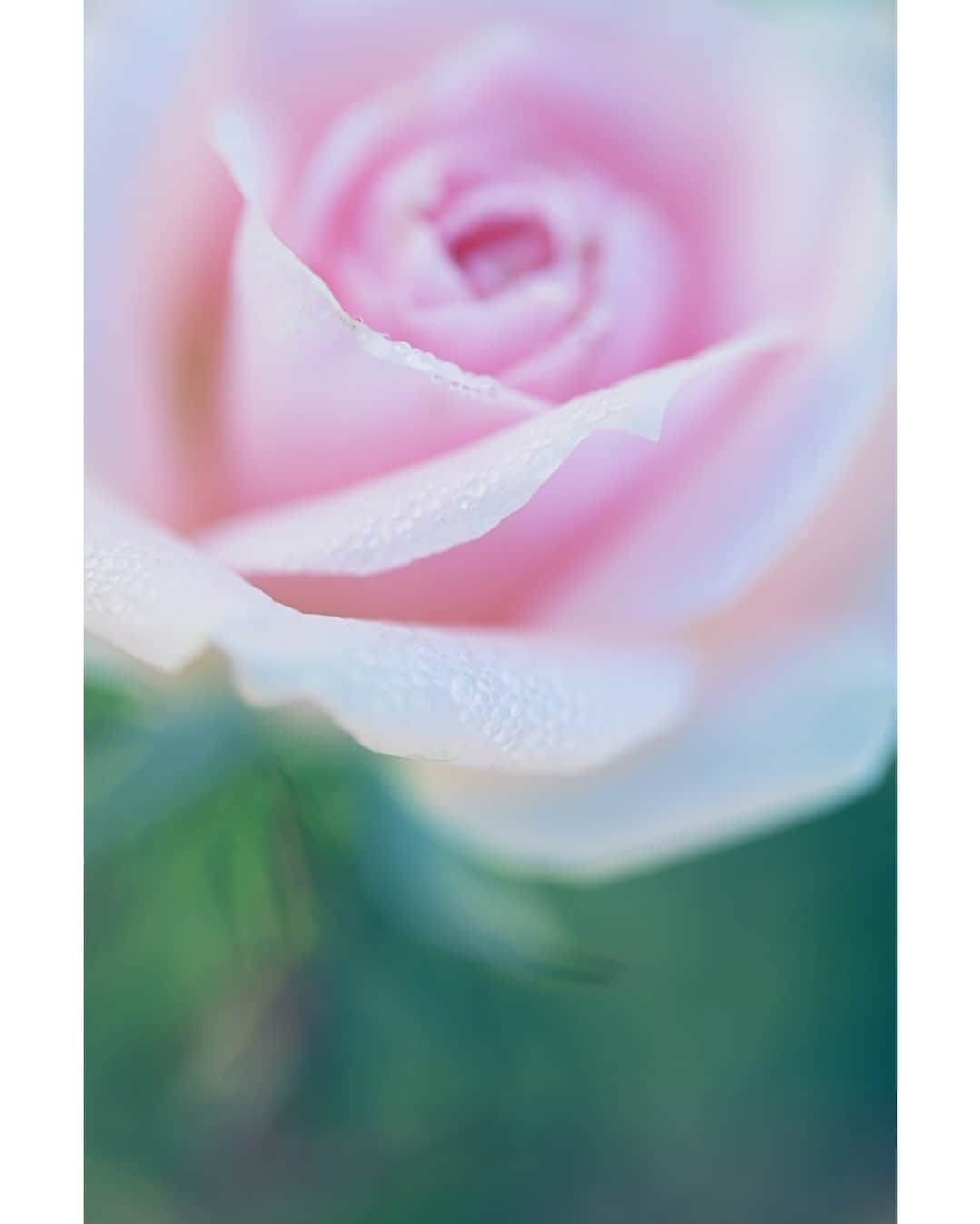 花の写真館のインスタグラム：「Photo by Katsuro Ando. . Original Post[投稿いただいたURL] https://www.facebook.com/photo.php?fbid=6034797026552689 . 本アカウントは、 #私の花の写真 をつけてInstagramに投稿された皆さまの花の写真や、「花の写真館」Facebookページで投稿された花の写真を紹介します。 「花の写真館」Facebookページは、「 @floral.photograph 」のプロフィールにあるURLからご覧ください。 . ※各種法令、マナー、関係者の指示に従った撮影をお願いします。 *Please ensure that your photography adheres to all relevant laws, etiquette, and instructions issued by authorized persons. ※本アカウントは東京カメラ部がFacebook、Instagramのサービスを利用して運営しているもので、Meta社・Instagramとは一切関係ありません。 . #花の写真館 #floralphotograph #floralphoto #flower #flowers Follow: @floral.photograph」