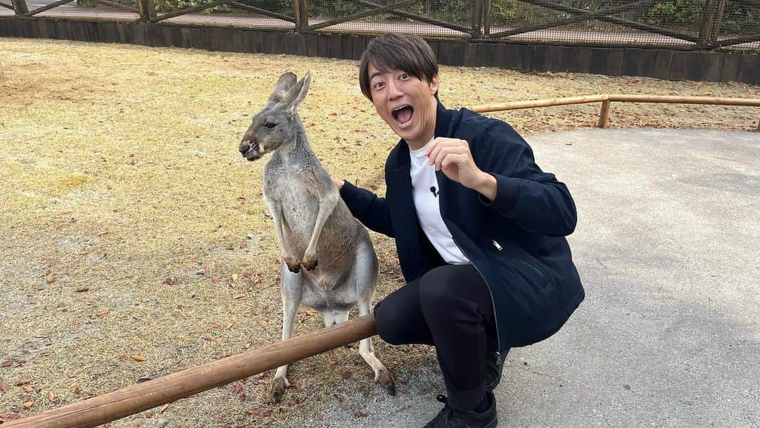 梅澤廉のインスタグラム：「片想いのカンガルー。 ずっとそっぽ向かれます🥲  明日、ヒルナンデスロケ見て下さい☝️  #ヒルナンデス #富士サファリパーク #カンガルー #小1から大好き」