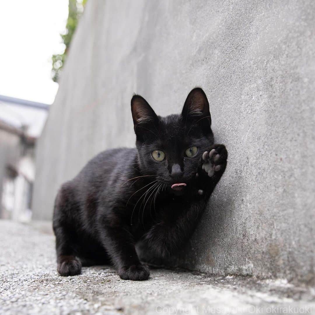 Masayukiさんのインスタグラム写真 - (MasayukiInstagram)「Hi.   #cat #ねこ #猫 #東京カメラ部 #nekoclub  #yourshotphotographer  #my_eos_photo」11月12日 19時40分 - okirakuoki