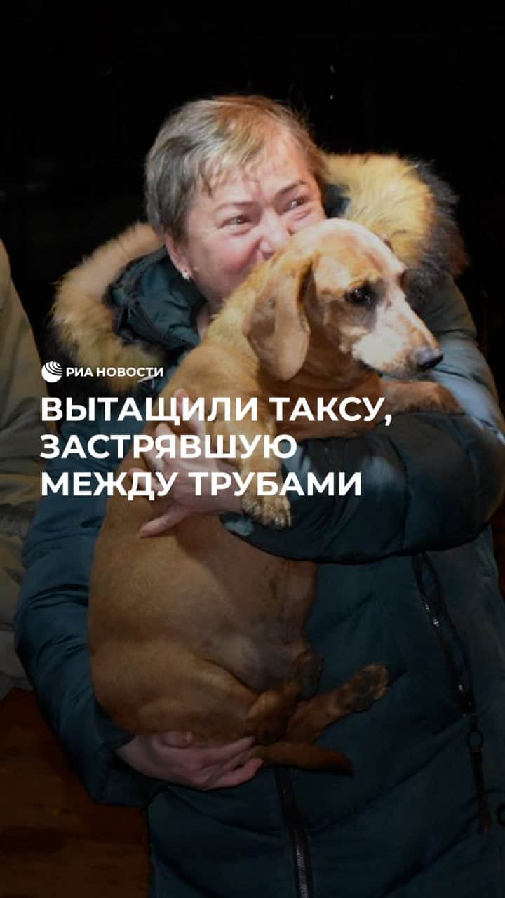 RIAノーボスチのインスタグラム：「В Подольске такса случайно упала в канализационный люк и застряла между трубами. Савелий, так зовут питомца, целых два дня провел в западне. Хозяйке пришлось обращаться в администрацию города. Там откликнулись и организовали спасательную операцию.」