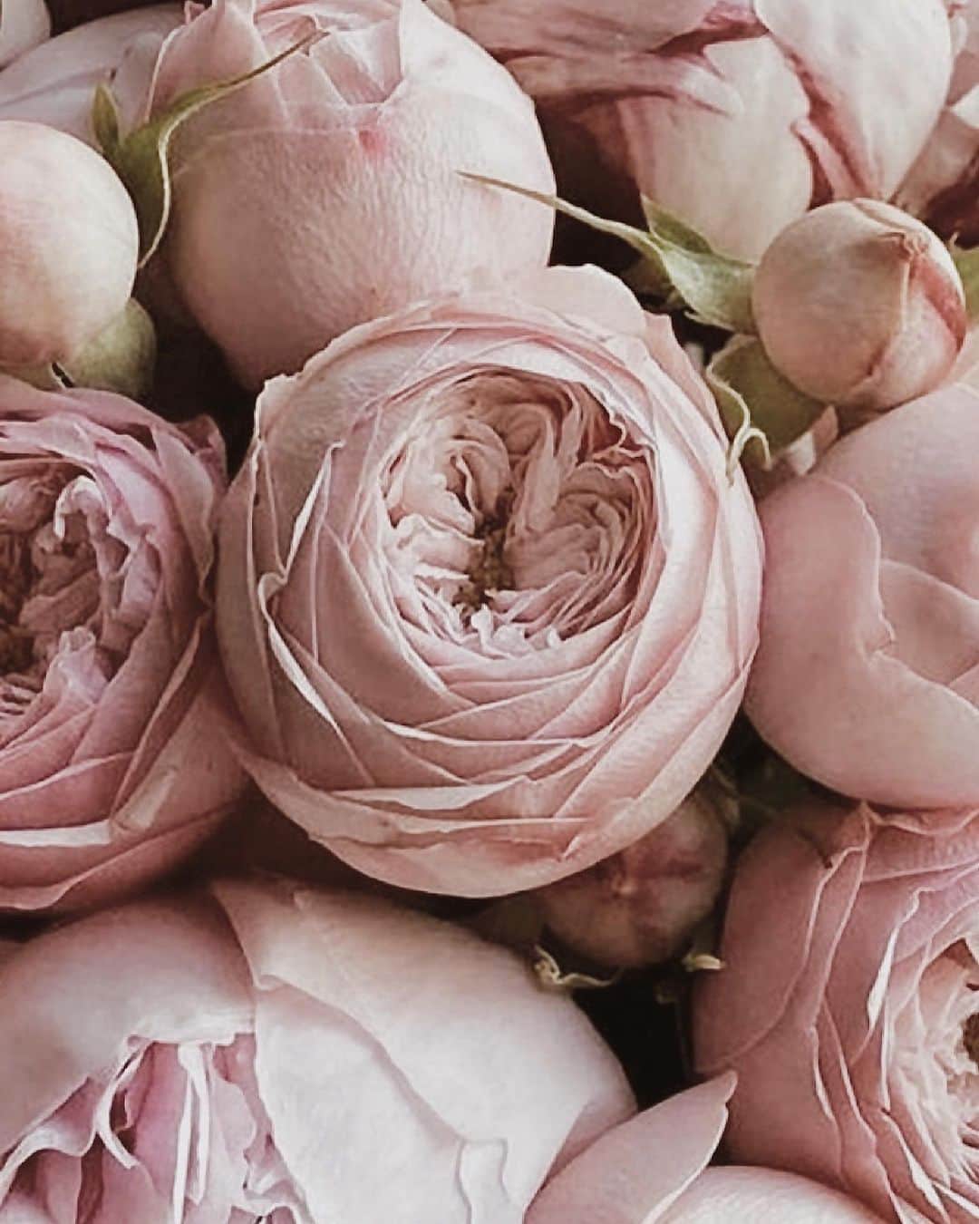 Yukicoさんのインスタグラム写真 - (YukicoInstagram)「🍃🌸🍃🌸🍃  ————————————————————— 見てくださる方にプラスになる投稿をしていきます 是非いいね♡フォロー♡ よろしくお願いいたします𓅟 私の写真の編集については フォトレッスンでレクチャーをしています —————————————————————  #flowers#flowerpower#flowerphotography#flowerporn#flowerslovers#flowerstagram#bouquet#bouquets#btsarmy#jiminpen#btsjimin #ジミンペン🐥」11月13日 7時02分 - yukicolifecom