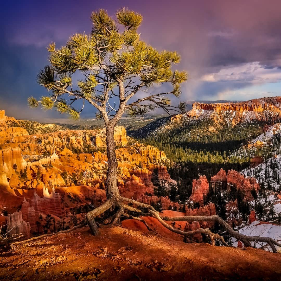 アメリカ内務省のインスタグラム：「Hang in there, you got this!   The holiday season can bring joy, but it's not uncommon to experience stress.   Being outside in nature can help defuse stress levels. Find your happy place in the outdoors or on public lands near you.   Photo at @brycecanyonnps_gov by Dave Koch   #publiclands #brycecanyon   Alt Text: A tree with exposed roots grows on the edge of an amphitheater.」