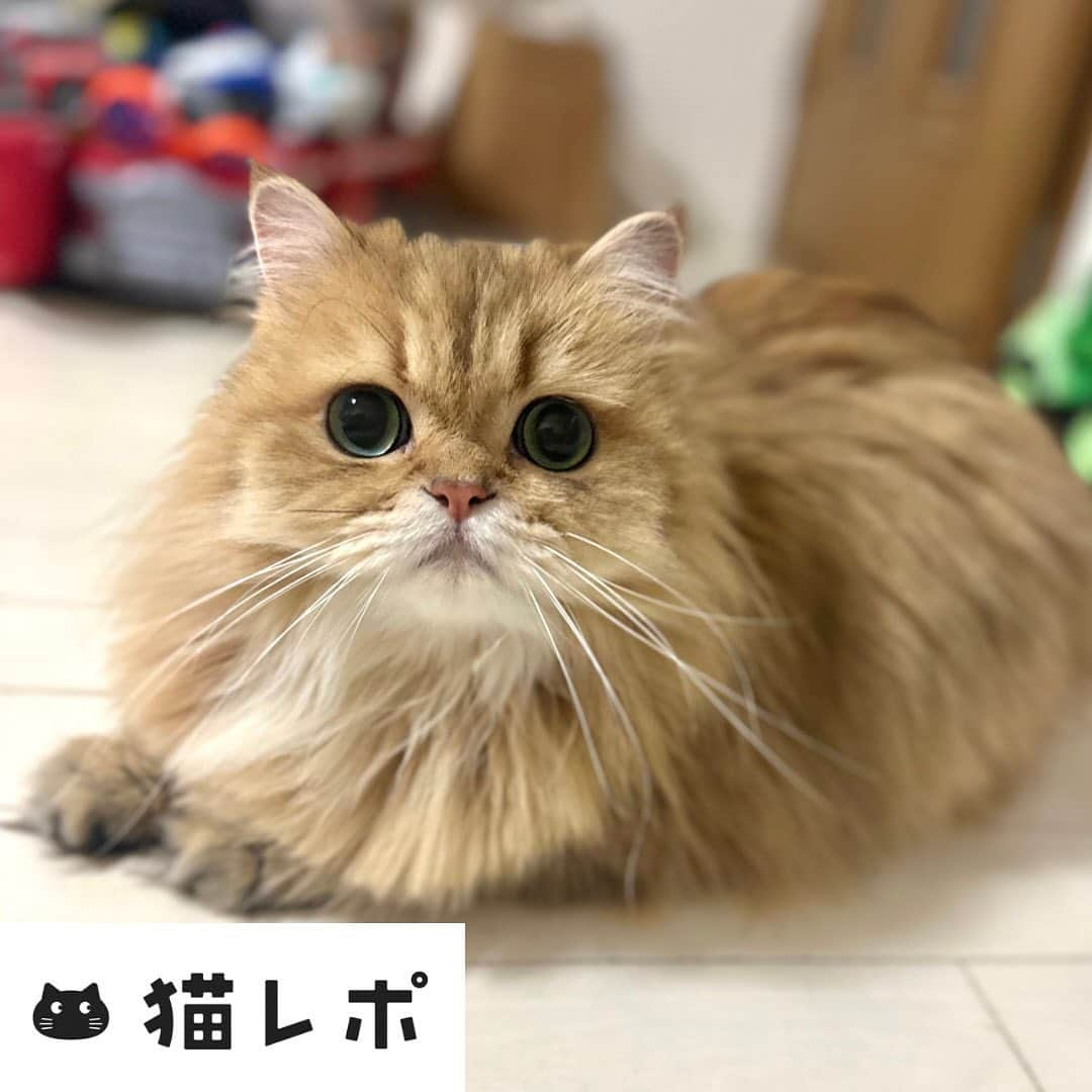 manami☺︎satoさんのインスタグラム写真 - (manami☺︎satoInstagram)「⑅⃛  ＼ 猫レポ！🐈⸒⸒⸒⸒ ／  猫を飼っている人におすすめのサービス🐾  猫に関するアンケートに答えたり、企業の新商品モニター に協力すると、猫との生活に嬉しい謝礼がもらえます- ̗̀🎁 ̖́-  今なら11月末までにサービスの登録→アンケート回答を 完了で抽選で3名にサンスターのペット専用除菌脱臭機「QAIS-air-04A1」」+専用スタンドが当たるんだって😻  我が家も使っていて、おすすめです👌🏻 ̖́-‬  ぜひ登録して応募してみてにゃฅ^•ω•^ฅ🤎  ▸▸▸ @necorepo_brain   #PR @necorepo_brain #猫レポ #ネコあるある  #サンスター #QAISair」11月12日 22時00分 - fuwari_kinaco