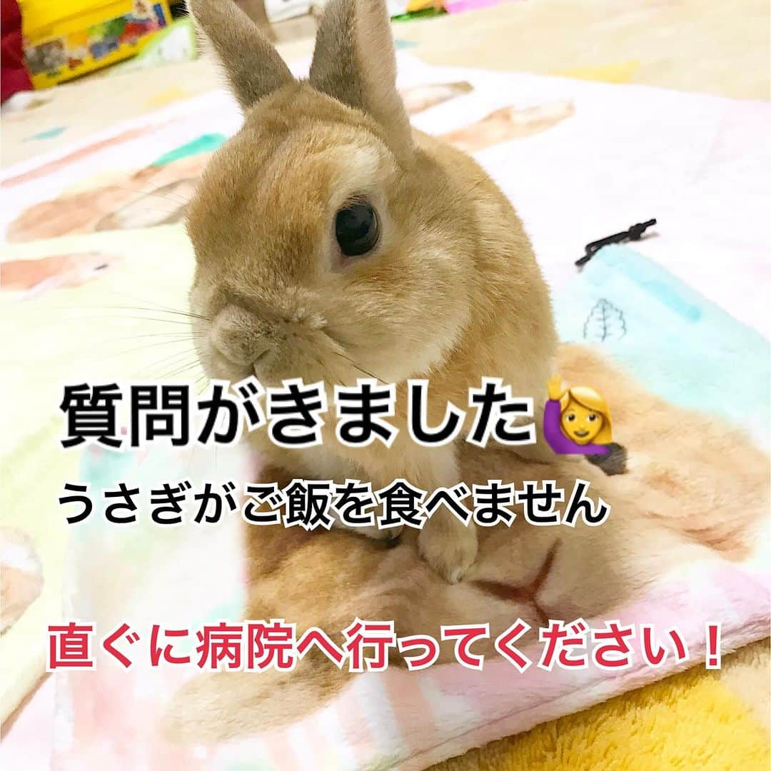 モキュのインスタグラム：「🚨季節の変わり目緊急提言！🚨  「うさぎが夕方から全く動かず、ご飯食べないし、うんこもしません。マッサージはしました。近くの病院はやってません。他に何が出来ますか？」  と来ました。  本当に怒らないので、お願いですから😭  うさぎがご飯を食べない時は 素人に聞く前に一秒も早く！ 病院へ行ってください😭  自己判断でマッサージを しないでください🙏  こういう質問、今まで 山ほど受けてきました！  不安で人に聞きたくなる気持ち 本当に、よくわかりますよ！  でもね、うさぎがご飯食べないのだけは 一刻も早く病院へ行ってください！  うさぎがご飯を食べないのは 命取りになります😭  病院がやってない時間でも 夜間救急調べて行ってください😭  夜間救急にうさぎに詳しい先生がいなくても それでも家で何もしないより 点滴してもらうだけでも良いです  急に寒くなるこの時期 急性鬱滞になる子増えると思います  おかしいと思ったら！ すぐに病院へ！！！  それが何よりの最善策なのです！ どうかどうか！お願い致します！  私がアドバイス出来ることは  とにかく直ぐに病院へ！と 冷えないようにしてください  その2点だけです😭  今まで緊急を要する事態の質問を 沢山受けてきました。  それをこうやって、投稿に書く事は ほとんどしてきませんでしたが  この時期、鬱滞増えてきます！ 同じ事が起きる子、増えると思います  そのため 緊急提言させていただきます🚨  鬱滞については @rabbit_vet.dax 先生の YouTubeを参考に見てください  【追記】私もそうですが、自分の子がどんな体質なのかとか、把握出来るようになると、食べないにも、種類があったり、対策方法が掴めるようになったりという事があります。その子その子で癖のような事もあります。それがわからない時は、とにかく病院へ🏥」