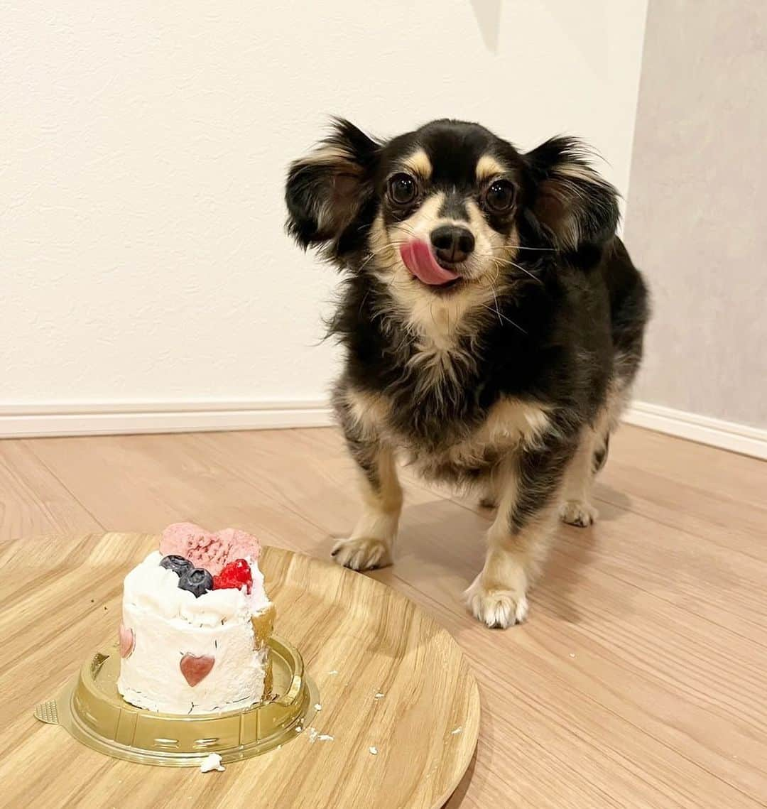 あつろーのインスタグラム：「昨日は我が家のイケメン担当 ころの6歳の誕生日🎊 一緒にお出かけしてケーキでお祝い✨ これからもずっと元気でいてね〜😉♪」