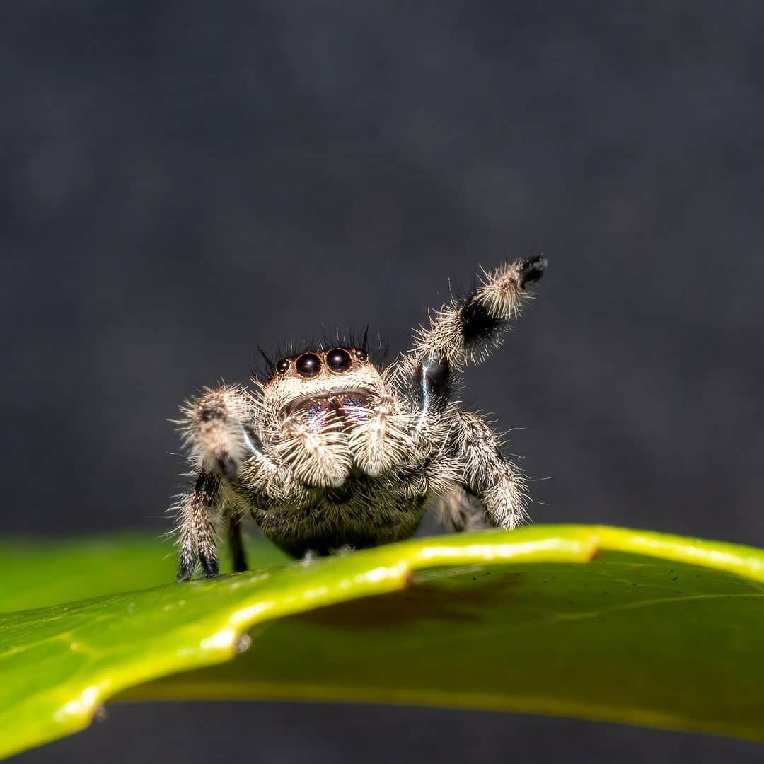 アニマルプラネットのインスタグラム：「Hi there! 👋 This jumping #spider (Phidippus regius) wishes you a not-so-scary Sunday.   📷: Emma Sanger-Horwell  #arachnids #invertebrates」