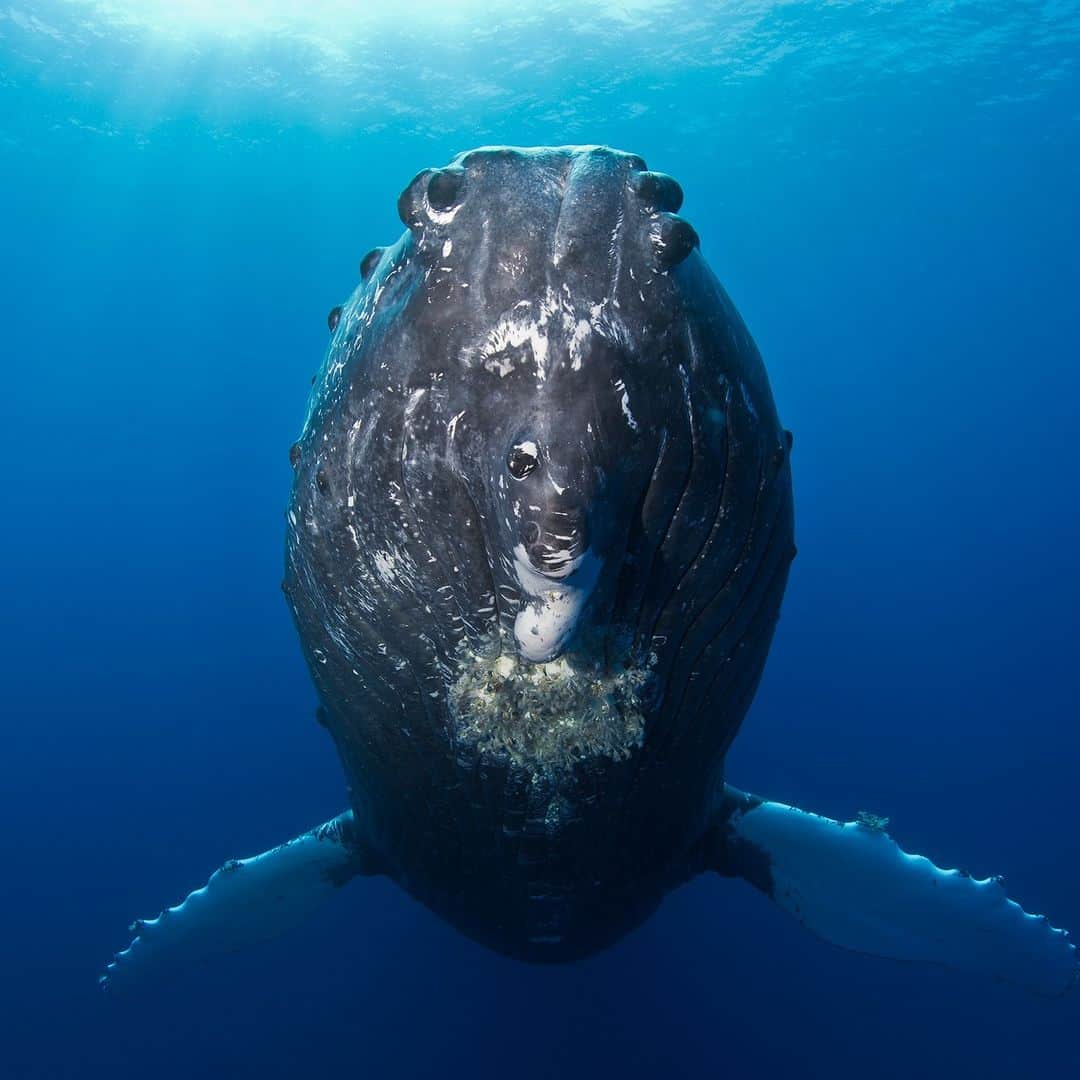 Discoveryのインスタグラム：「Coming through 🫵🐋  This 40-ton mother #humpbackwhale definitely gets the right-of-way!  📷: Erick Higuera  #marinebiology」