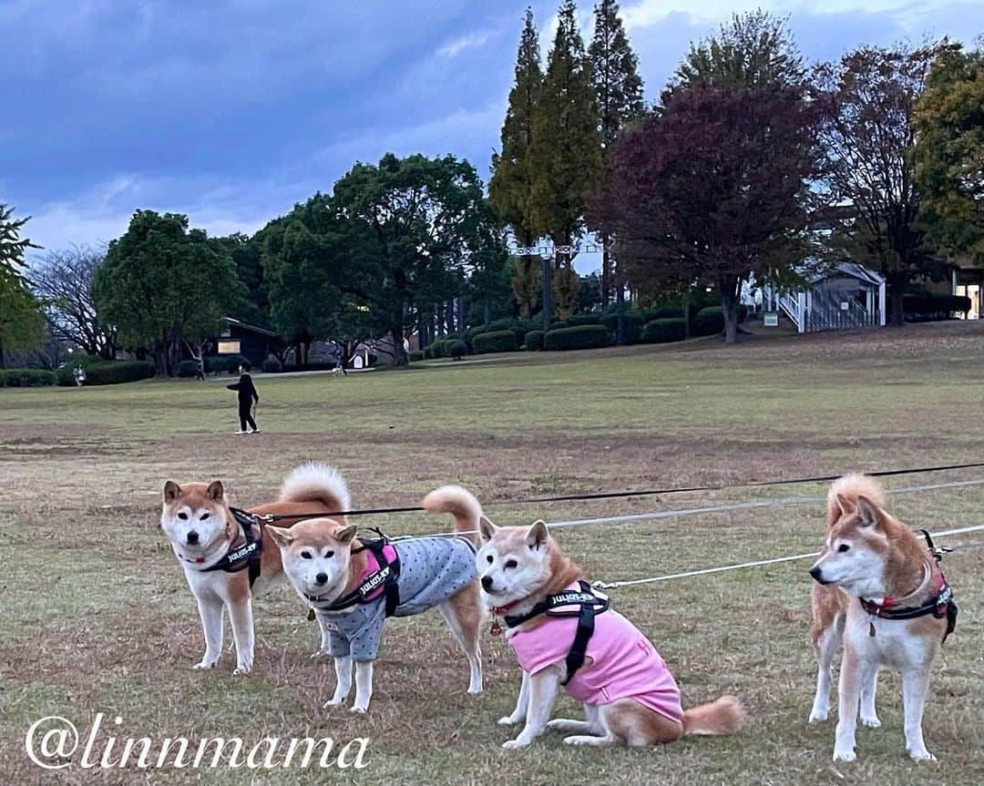 linnmamaのインスタグラム：「夕暮れ散歩、急に寒くなりました〜①あっという間に暗くなっちゃいました😅〜②寒くなったので、麗はあったか毛布を着ています😍〜③今日で制吐剤💊終了〜抗がん剤治療の副作用（的なもの）もそろそろなくなるかな〜グルメ女王様の本日のアラカルトメニュー〜何でもいいから食べて欲しい🥰〜④今日のお気に入りはヒルズの「低アレルゲントリーツ（おやつ）」〜いい音たてて食べてます😍〜少しずつ食べられるようになってきたね👏〜今日も精一杯頑張ったね👏〜今日も元気でありがとう❣️ ＊ ＊ ＊ #柴犬#dog #柴犬凜の勇気凜々every day  #多頭飼い  #shibastagram #my_eos_photo  #eosr6#eosr10 #ドッグフォトグラファーズ #iphone12#iphone12promax  #夕方散歩 #写活  #抗がん剤  #2024柴犬凜ファミリーカレンダー発売中  #プロフィール欄からどうぞ  #Amazon、楽天でも販売中」