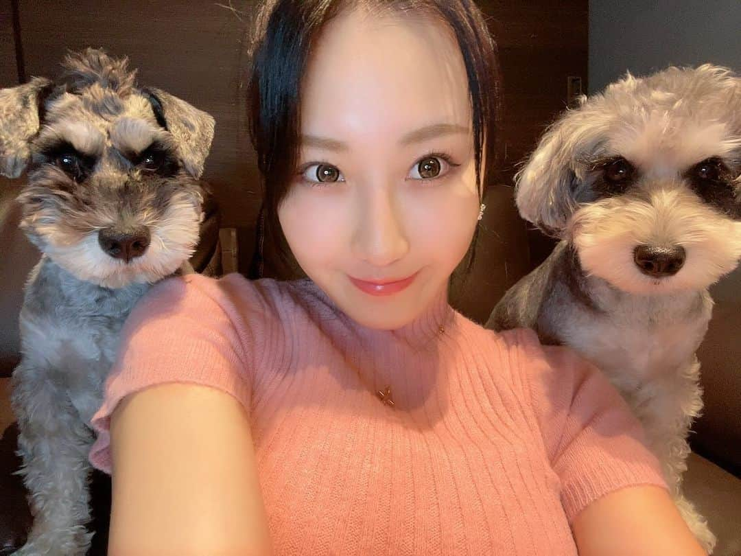 熊谷麻音のインスタグラム：「･ ･ ･ かぞく🐶👩🐶♡ ･ ･ ･ #シュナウザー  #シュナスタグラム  #シュナウザーカット  #シュナウザー部  #シュナウザー大好き  #シュナウザー好きさんと繋がりたい  #シュナウザー多頭飼い  #シュナウザーlove  #シュナウザーのいる暮らし  #愛犬家  #犬のいる暮らし  #犬バカ部  #犬スタグラム  #犬との暮らし  #髭部  #シュナウザーブラックアンドシルバー」