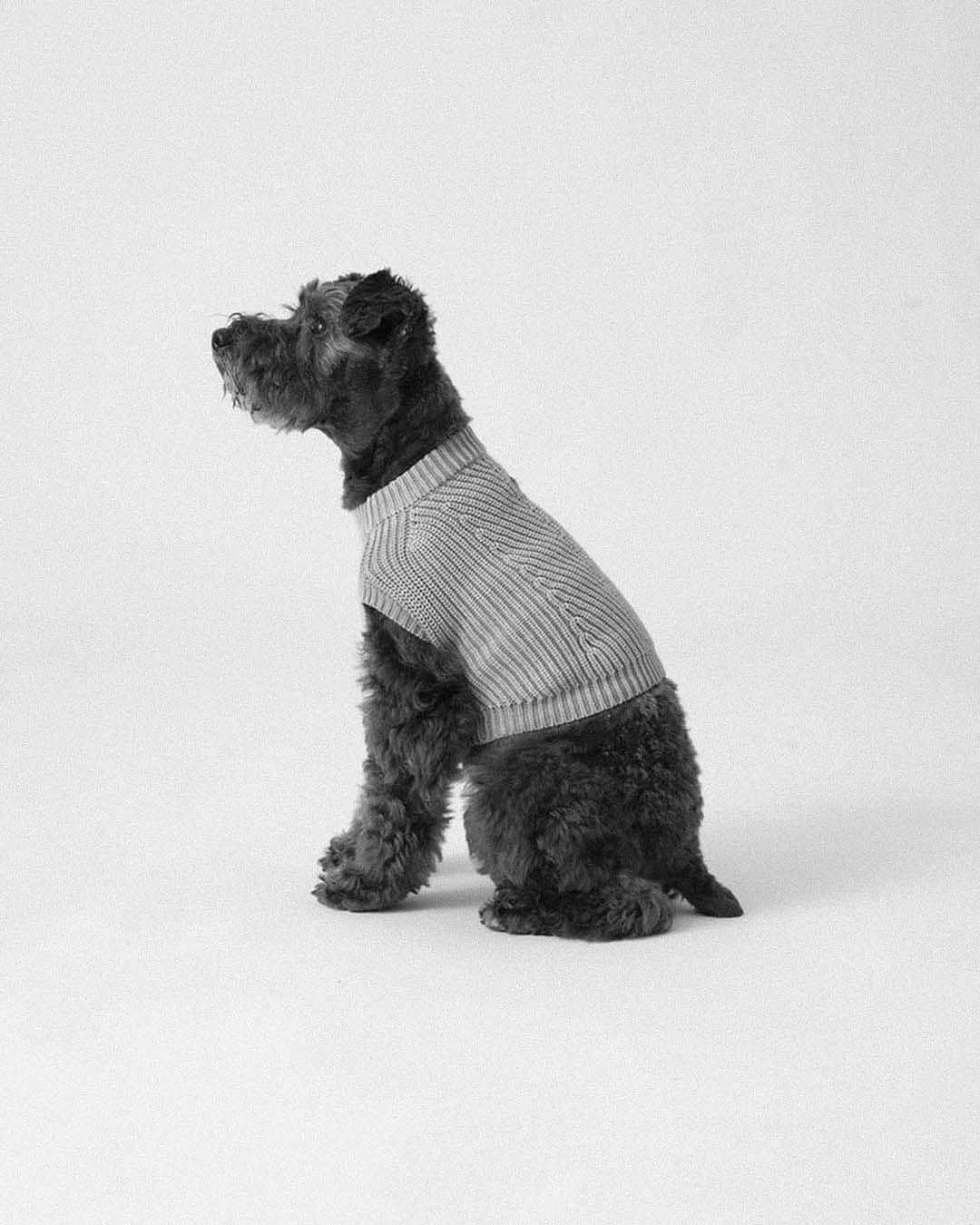 デミリーのインスタグラム：「A special collaboration with @ronhermanjp - washed cotton sweaters for your pups, inspired by our iconic Chelsea Sweater. Available exclusively at Ron Herman Japan stores and ronherman.jp」