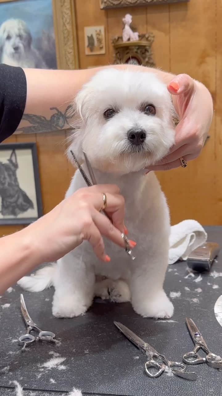JessRonaGroomingのインスタグラム：「Want more online dog grooming tutorials for curly coats, drop coats, and wavy coat dogs? The Ears, Nose, and Toes course is LIVE tomorrow! Mark your calendars, set your reminders, imagine me screaming with joy in your ears. See ya there!  #doggroomingtutorials #doggroomerlife #jessronagrooming」