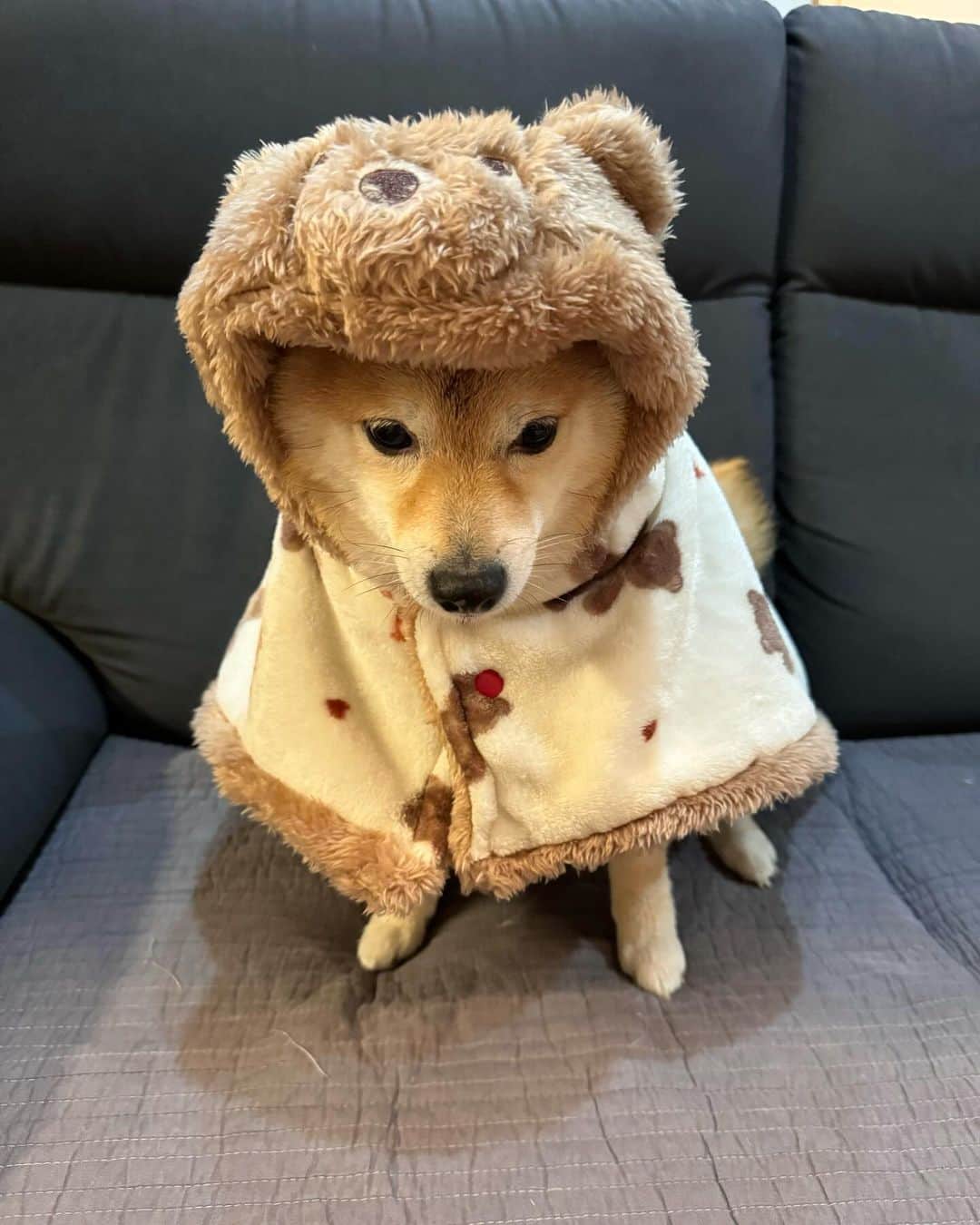 クマのおきもの(ᵔᴥᵔ) アンティーク雑貨