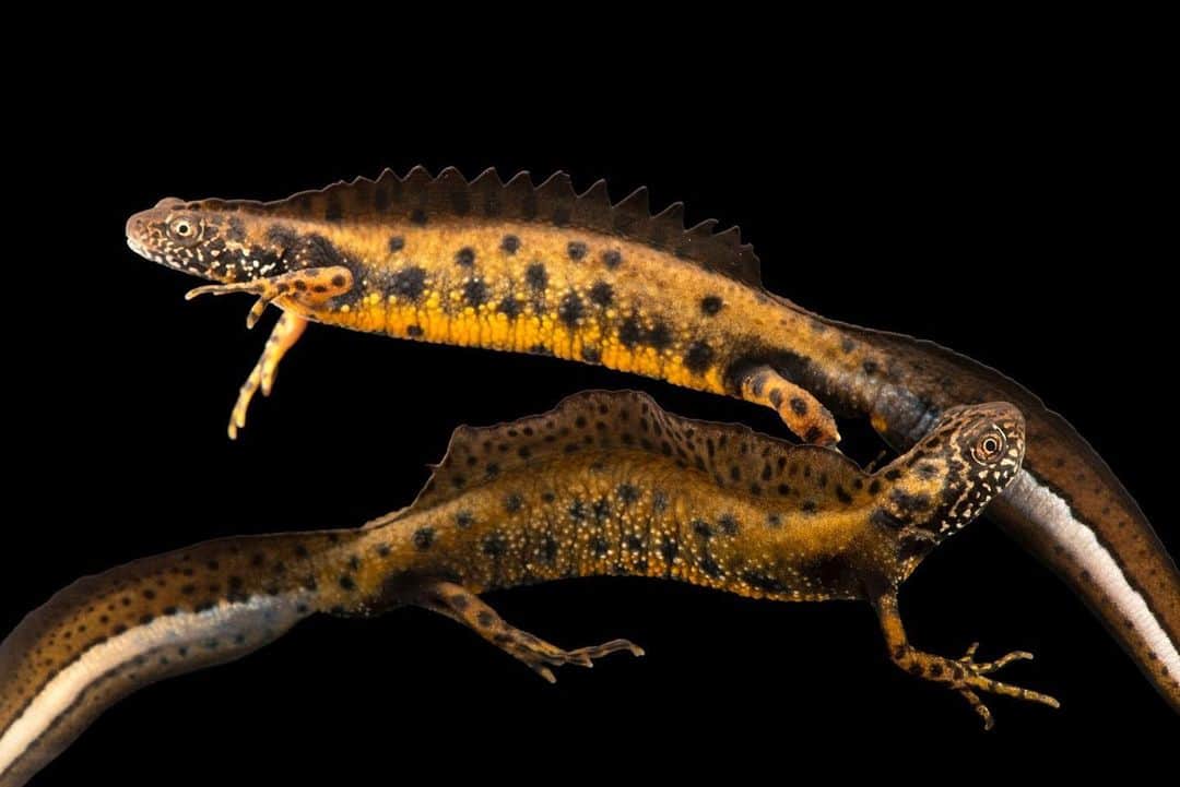 Joel Sartoreのインスタグラム：「I photographed these Danube crested newts while visiting @alpenzoo_innsbruck in Austria. Found in central and eastern Europe along the basin of the Danube river, adults will spend more than half the year living in lakes and ponds where reproduction will take place. When the timing is right, males will perform a mesmerizing courtship display to attract females, who will lay up to 200 eggs. Post-mating, adults will spend the remainder of the year living in nearby forests while larvae remain in the water until they reach metamorphosis.   #newts #animals #wildlife #amphibian #photography #animalphotography #wildlifephotography #studioportrait #PhotoArk @insidenatgeo」