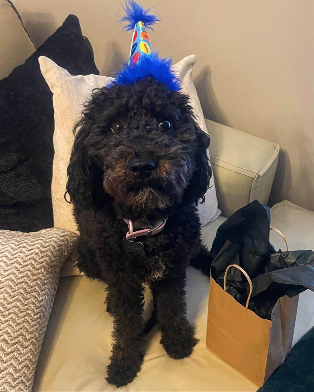 Brooke Marie Hylandさんのインスタグラム写真 - (Brooke Marie HylandInstagram)「Jackaroo is 2!! 💘 I couldn’t love you more, @jackaroosky!」11月13日 0時41分 - brookehyland