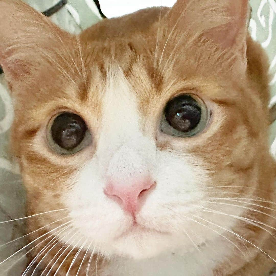 tamatamagoさんのインスタグラム写真 - (tamatamagoInstagram)「His eyes 👀😍  お目目👀爛々ハニたんで おやすみなさーい💤  😼Good night everyone 😽  2023/11/12  #猫　#ねこ　#にゃんすたぐらむ #にゃんだふるらいふ #猫のいる暮らし #ねこすたぐらむ #ねこと暮らす #ねこのいる暮らし #茶トラ　#茶トラ男子部 #茶白　#ちゃとら猫 #保護猫　#南タイ　#タイ南部　#猫好きさんと繋がりたい #gingercat #gingercatsrule #gingercatsofinstagram #gingercatclub #orangecat #cutecatclub #meowbeauties #beautifulcat #catthailand #kucing」11月13日 0時58分 - tamatamago