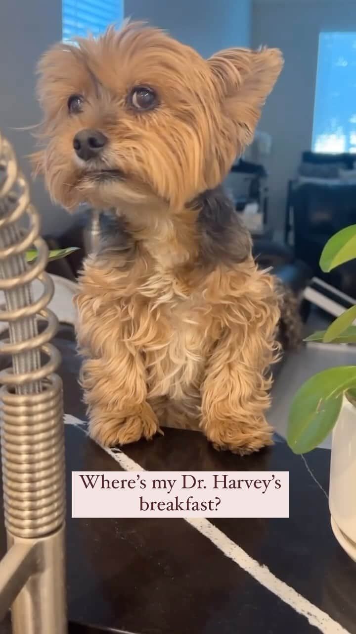 のインスタグラム：「Sammy 💭 We love @doctorharveys Use our coupon code “HappyYorkieFamily10” to save on all dr Harvey’s products. ♥️🫶🏼🥰❌⭕️😋 #ThriveNotSurvive #DogNutrition #RealFoodHeals #StayHealthyAndHappy #HealthyEatingChallenge #FeedTheBest #DrHarveysDogs #DrHarveys #SundayMorningService #PersonalChefLife」