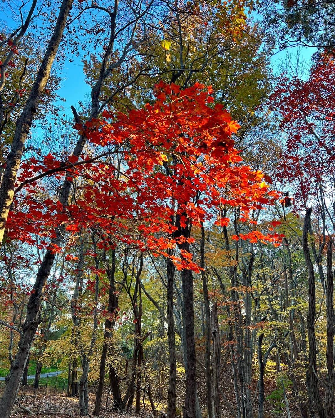 クリスティ・ブリンクリーさんのインスタグラム写真 - (クリスティ・ブリンクリーInstagram)「The Spectacular crunch and color of a Fall walk in the Woods with  @alexarayjoel @ryanjgleason and #chesterbrinkley #towerhillli #hike #exercise #moveitorrust」11月13日 7時14分 - christiebrinkley