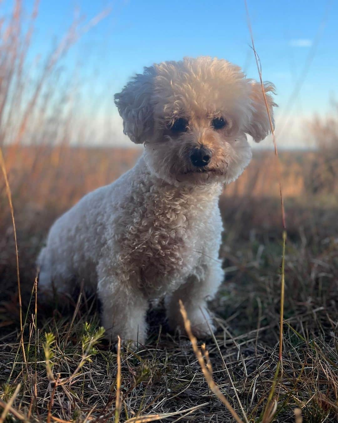 クリスティ・ブリンクリーさんのインスタグラム写真 - (クリスティ・ブリンクリーInstagram)「The Spectacular crunch and color of a Fall walk in the Woods with  @alexarayjoel @ryanjgleason and #chesterbrinkley #towerhillli #hike #exercise #moveitorrust」11月13日 7時14分 - christiebrinkley