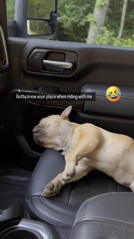 French Bulldogのインスタグラム：「Auto pilot ON 😄🐾 @therealmrlou  . . . . .  #frenchie #frenchies #frenchbulldogs #frenchbulldog #doglover #frenchiesofinstagram #frenchieoftheday #pupsofinstagram #pupstagram #frenchiegram #frenchielovers #frenchielife #frenchiefriends #frenchpuppy #frenchiemania #frenchiedaily #frenchietalk #frenchiesquad #frenchiemom」