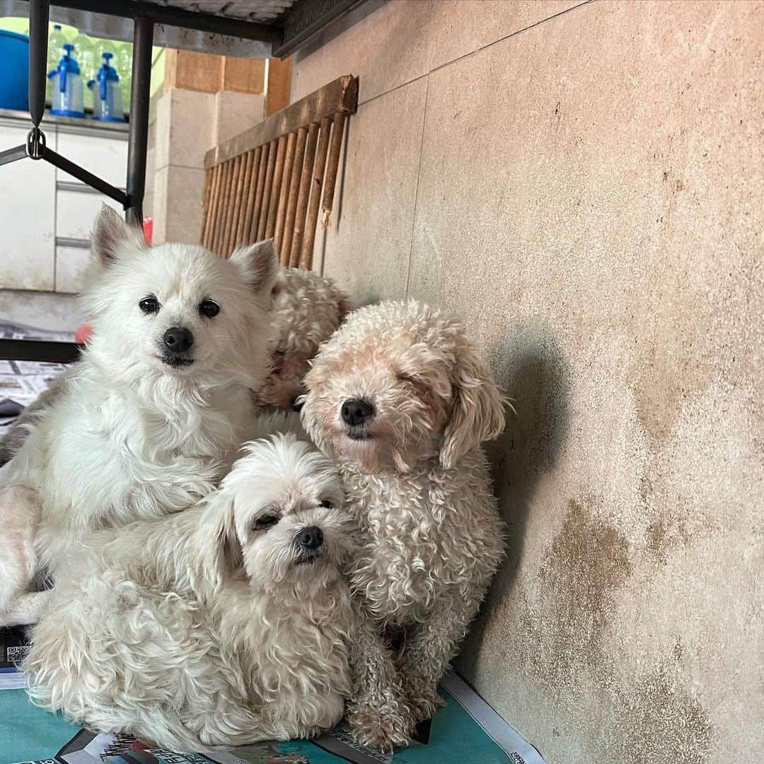 チャン・スンヨンさんのインスタグラム写真 - (チャン・スンヨンInstagram)「친구의 소개로 첫 유기견 보호소에 다녀왔습니다! 정말 한 마리 한 마리 너무 순하고 사랑스러운 천사들이었어요🪽 겁이 많은 친구들도 천천히 마음을 열어  다가와 줄 때 너무 고마운 마음이 들더라고요 🥲 갑자기 추워진 날씨라 걱정이 많았지만! 봉사자분들과 함께여서 따뜻한 하루가 되었어요 🧤✨ 여러분들도 많은 관심 가져주시길 바라겠습니다  #yourside #유어사이드유기동물봉사단 #터글 #헤이리본 #반려견 #반려묘 #반려동물 #사지말고입양하세요 #버리지마세요 #유기견 #유기묘 #유기동물 #유기견보호소 #가족을찾습니다」11月13日 2時08分 - seung_monkey