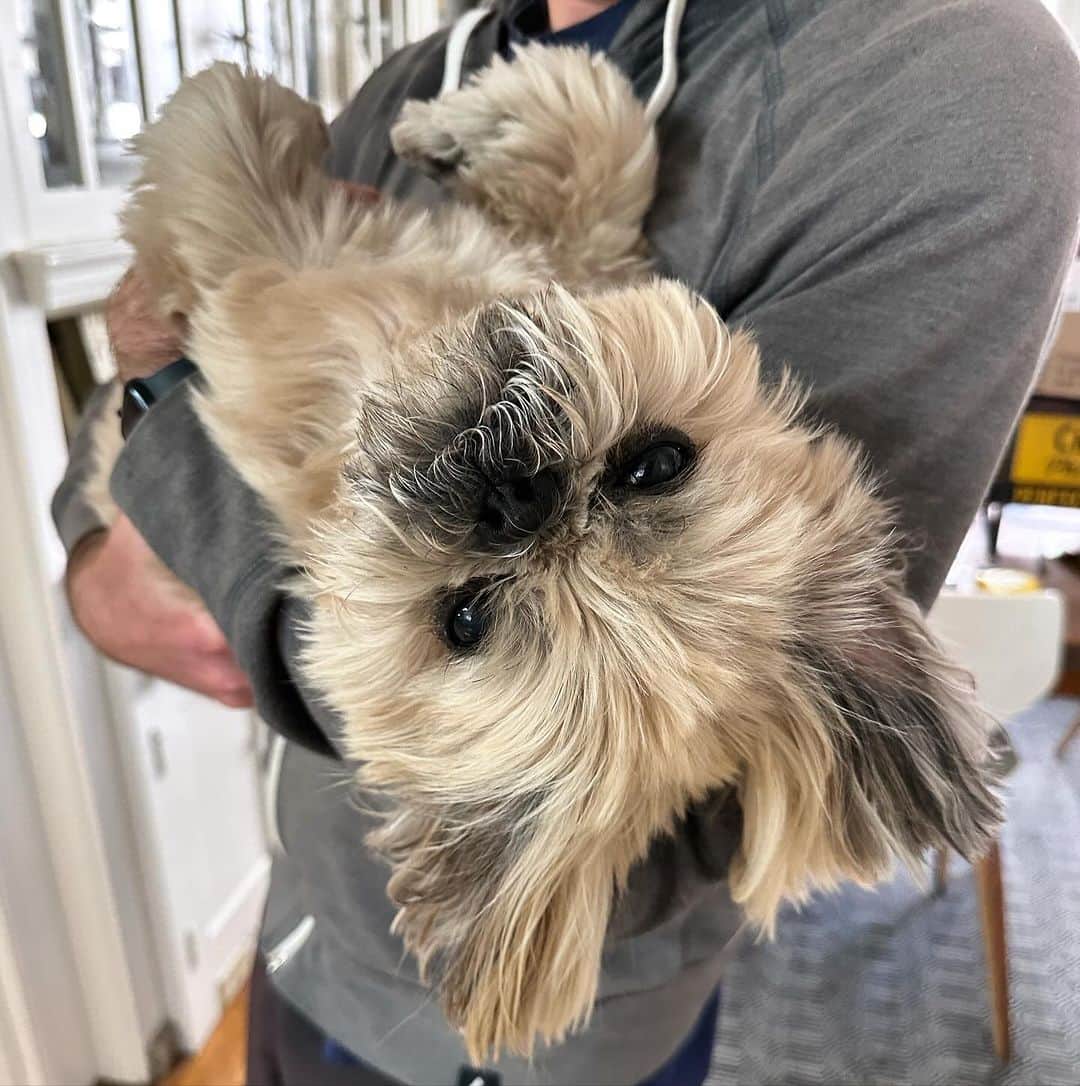 Dougie the Shih Tzuのインスタグラム：「#upsidedowndoug」