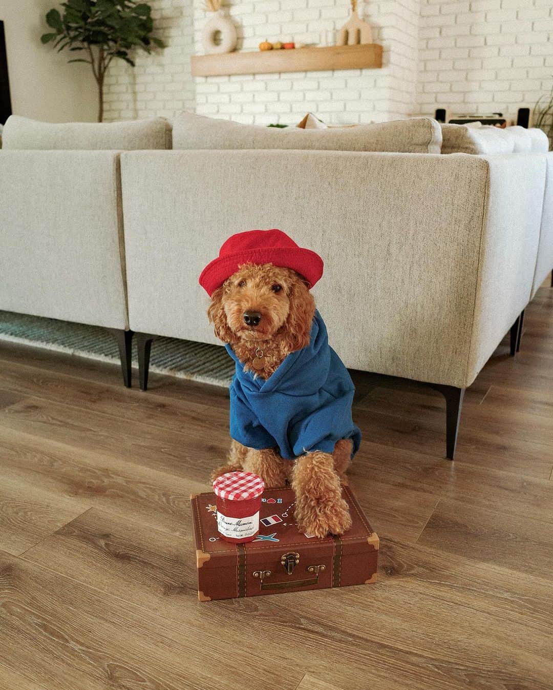 Paddington Bearのインスタグラム：「Could this be Paddington's cutest fan? 🐻  📸 @heylildood @penguintiff」