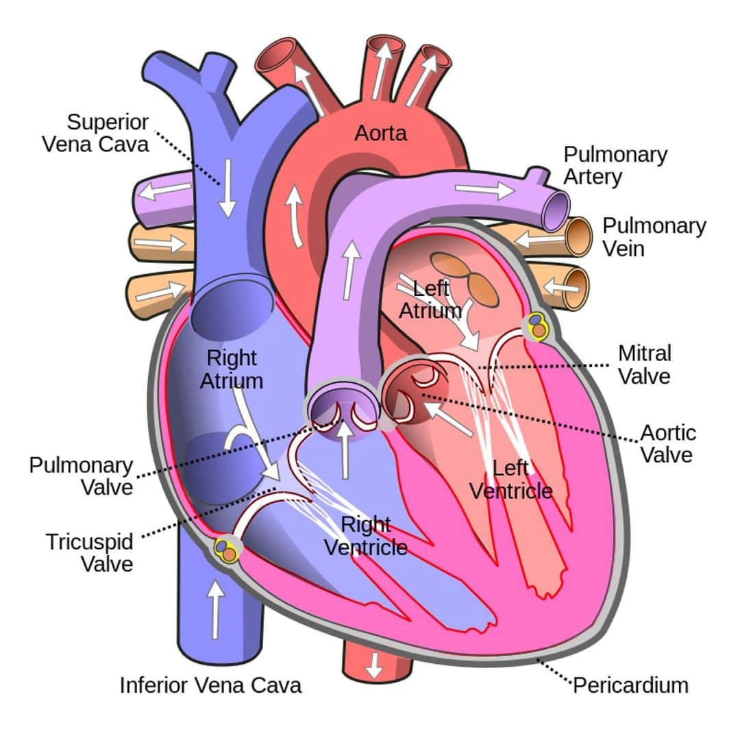 ジャスティン・マッテラのインスタグラム：「❤️‍🩹 Pregate per mia sorella Jessica. È stata ricoverata in seguito ad un arresto cardiaco.  Al momento mi trovo al @dukeuniversityhospital .  Un bacio a tutti voi. 🙏🏻  Please pray for my sister Jessica. She is currently in intensive care in the Cardiac Care Unit  of @dukeuniversityhospital .  All prayers are welcome. 🙏🏻」