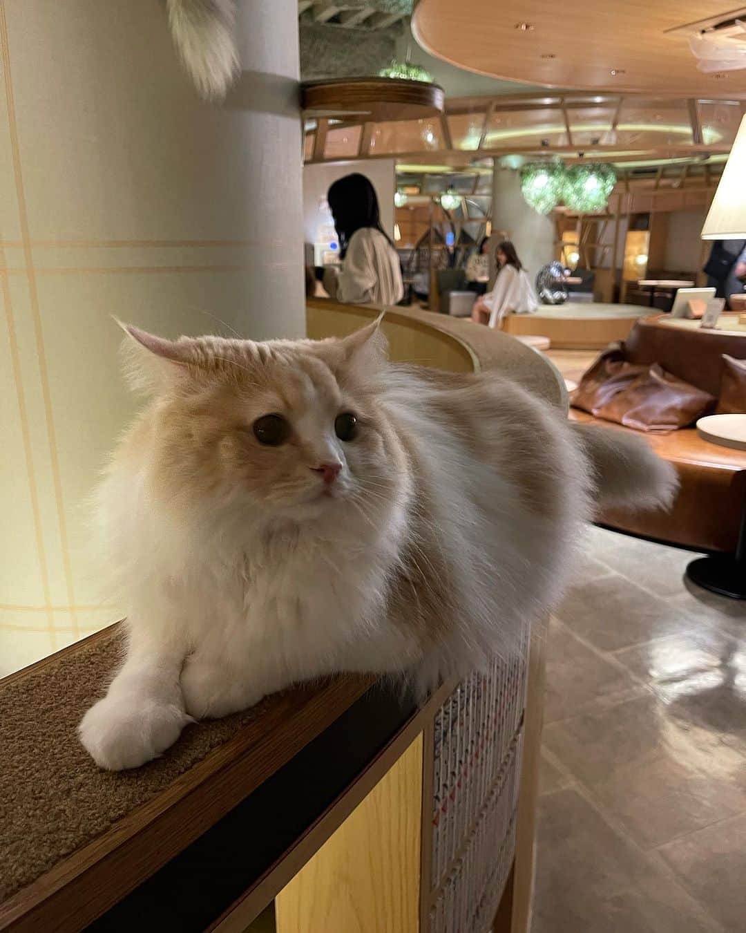 ヴァニラさんのインスタグラム写真 - (ヴァニラInstagram)「🐰🍓  かわいいにゃんこたくさんしあわせ🐈💕💕  PR @catcafemocha #東京猫カフェ #癒されスポット #ねこのいるカフェ #猫カフェmocha #新宿カフェ #猫カフェ #猫カフェモカラウンジ新宿店 #新宿猫カフェ」11月13日 5時32分 - vani0531