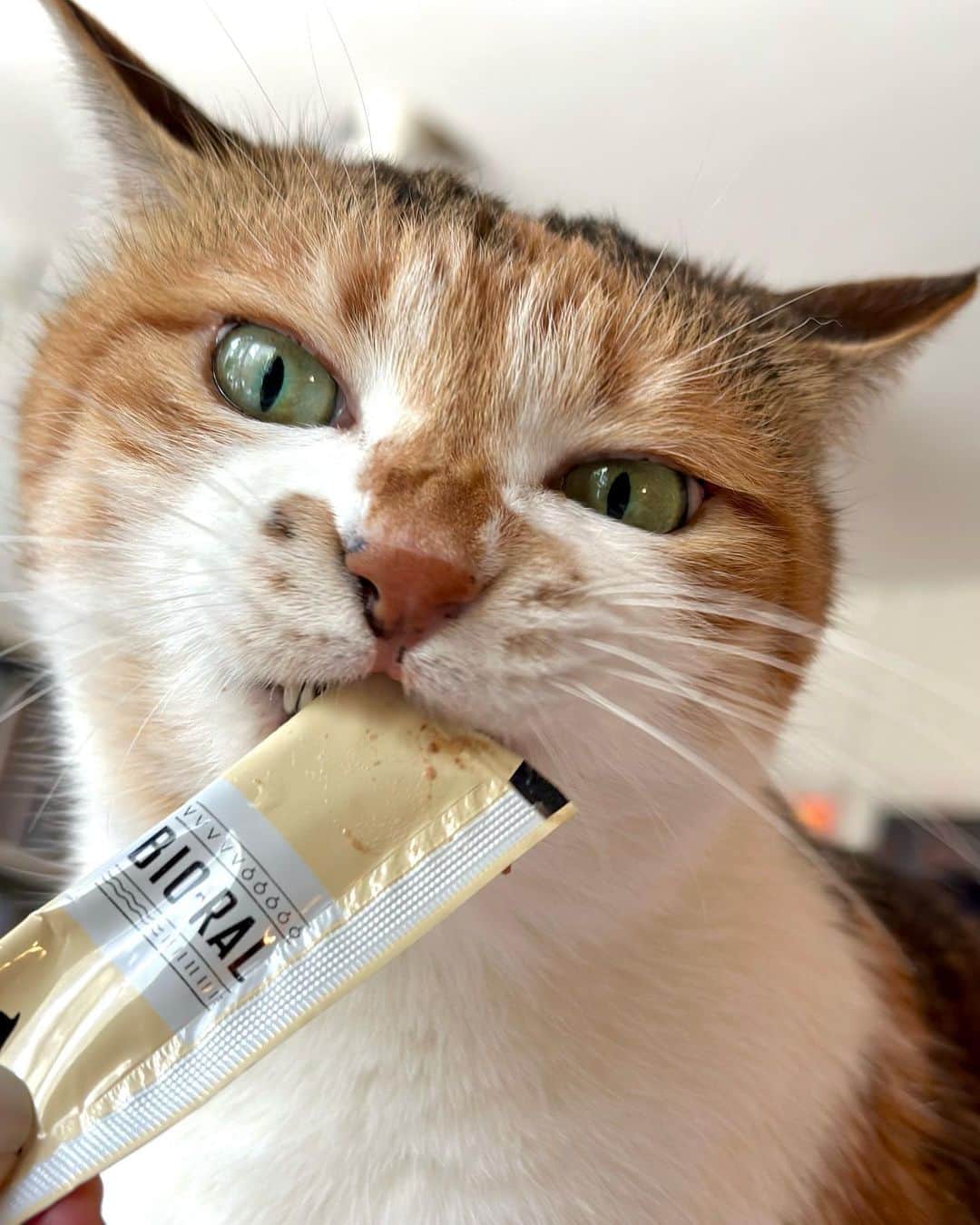 山田稔明のインスタグラム：「おやつタイム #ポチ実 #三毛猫」