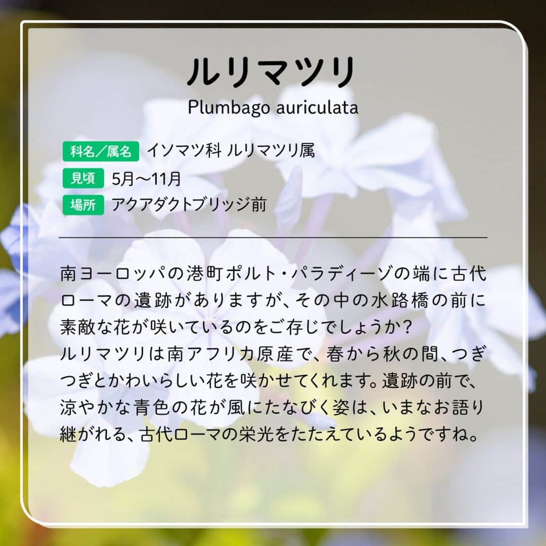 東京ディズニーリゾートさんのインスタグラム写真 - (東京ディズニーリゾートInstagram)「⁡ 🌸花と緑の散策🌲 東京ディズニーリゾートには四季折々に見頃を迎える植物がたくさん！いまの季節に東京ディズニーシーで見ることができる植物をご紹介します🎶 ⁡ #ルリマツリ #メディテレーニアンハーバー #東京ディズニーシー #東京ディズニーリゾート #花と緑の散策 #plumbagoauriculata #mediterraneanharbor #tokyodisneysea #tokyodisneyresort」11月13日 15時00分 - tokyodisneyresort_official