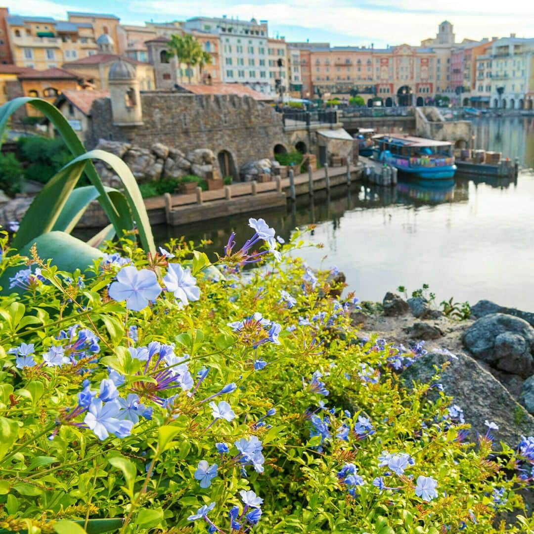 東京ディズニーリゾートのインスタグラム：「⁡ 🌸花と緑の散策🌲 東京ディズニーリゾートには四季折々に見頃を迎える植物がたくさん！いまの季節に東京ディズニーシーで見ることができる植物をご紹介します🎶 ⁡ #ルリマツリ #メディテレーニアンハーバー #東京ディズニーシー #東京ディズニーリゾート #花と緑の散策 #plumbagoauriculata #mediterraneanharbor #tokyodisneysea #tokyodisneyresort」